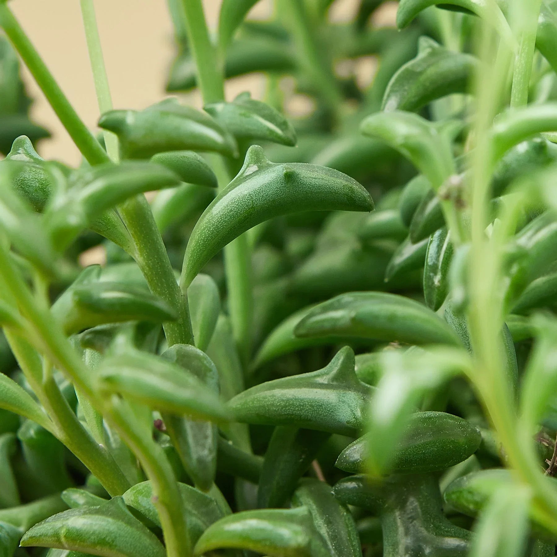 Succulent 'String of Dolphins' potted plant