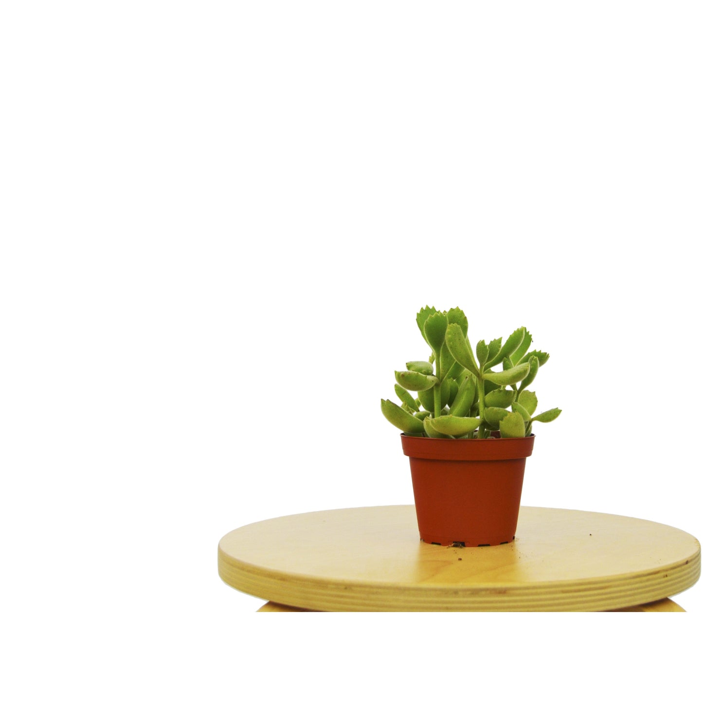 Succulent 'Bear's Paw' potted plant