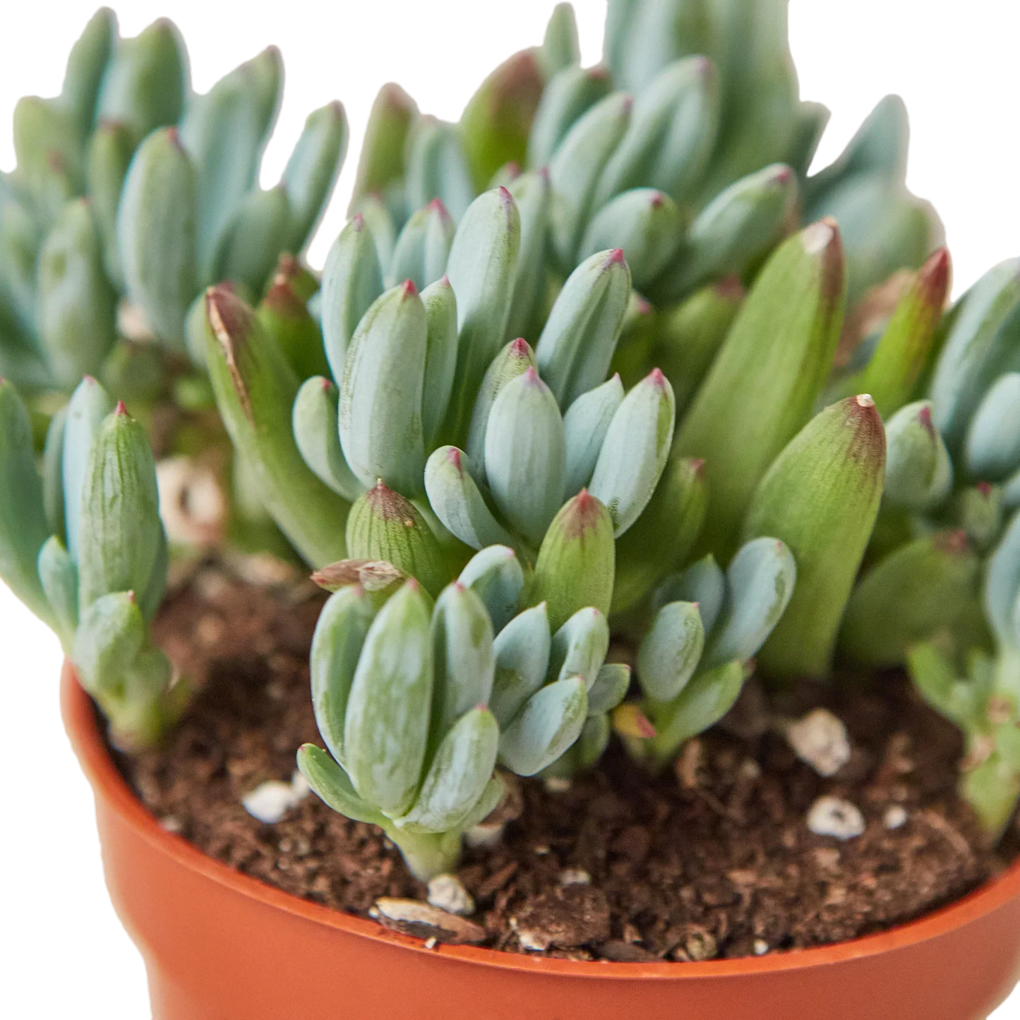 Blue Chalk Stick potted plant