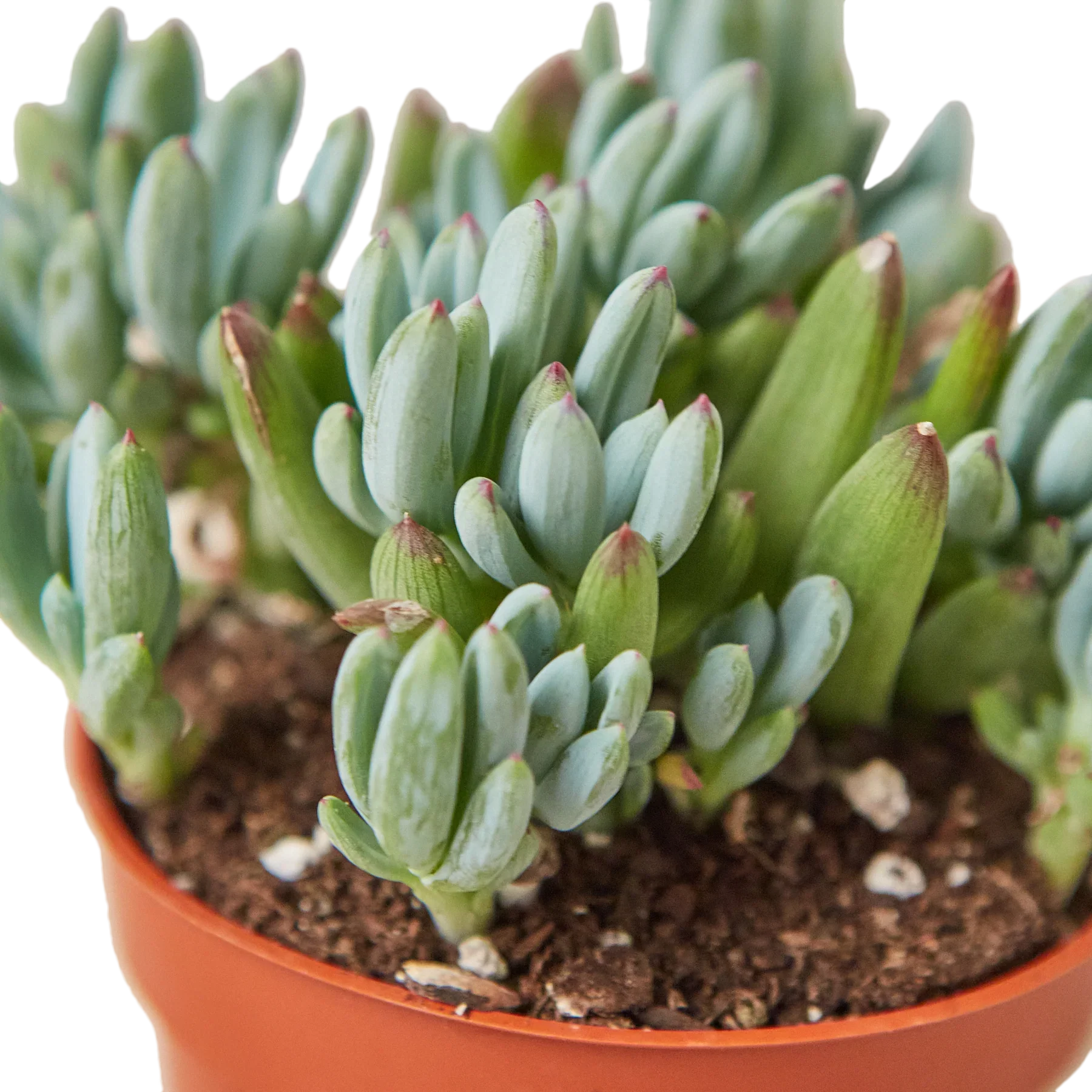 Blue Chalk Stick potted plant