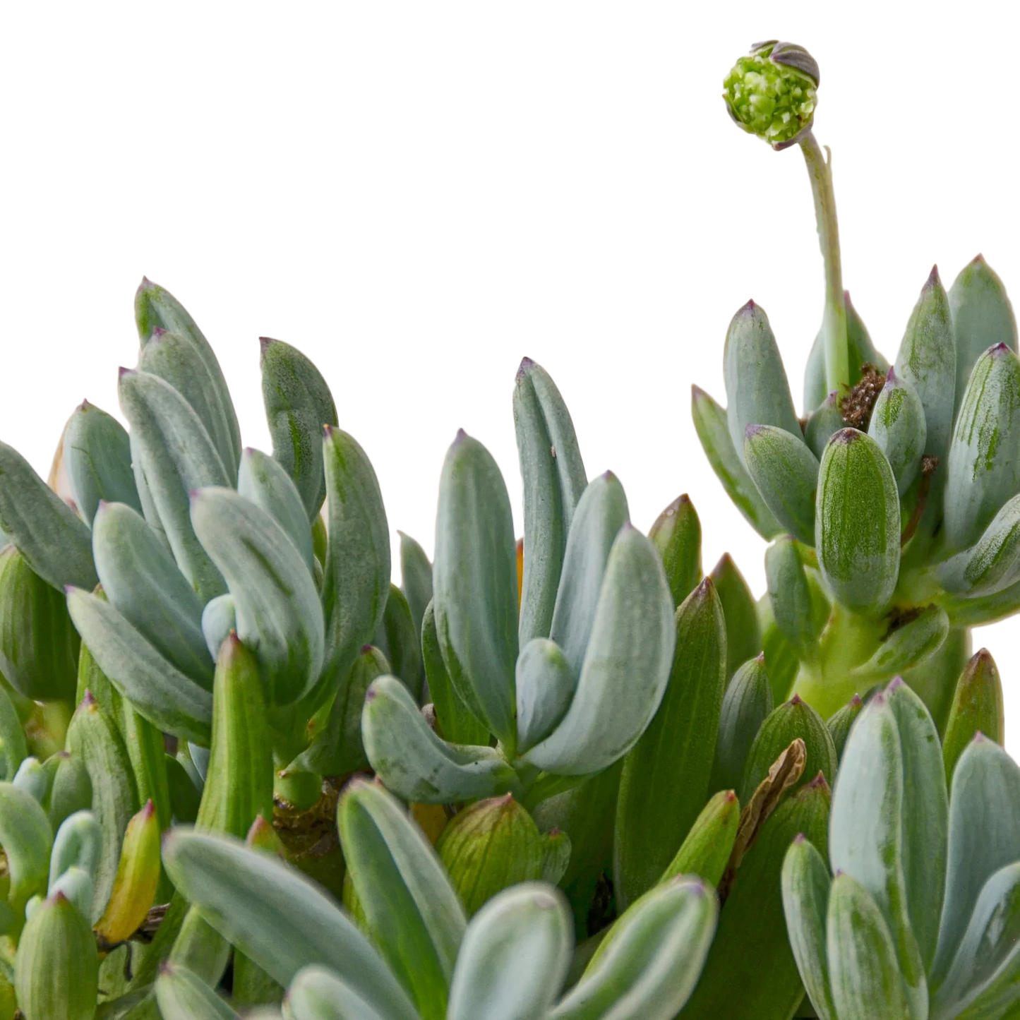 Blue Chalk Stick potted plant