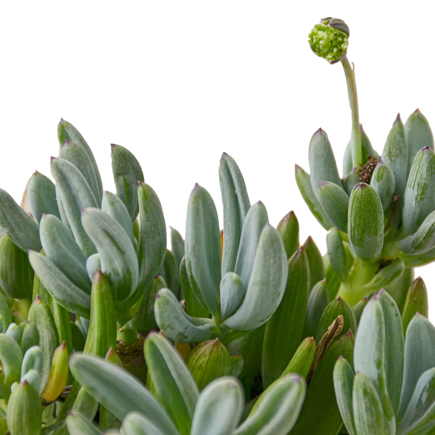 Blue Chalk Stick potted plant