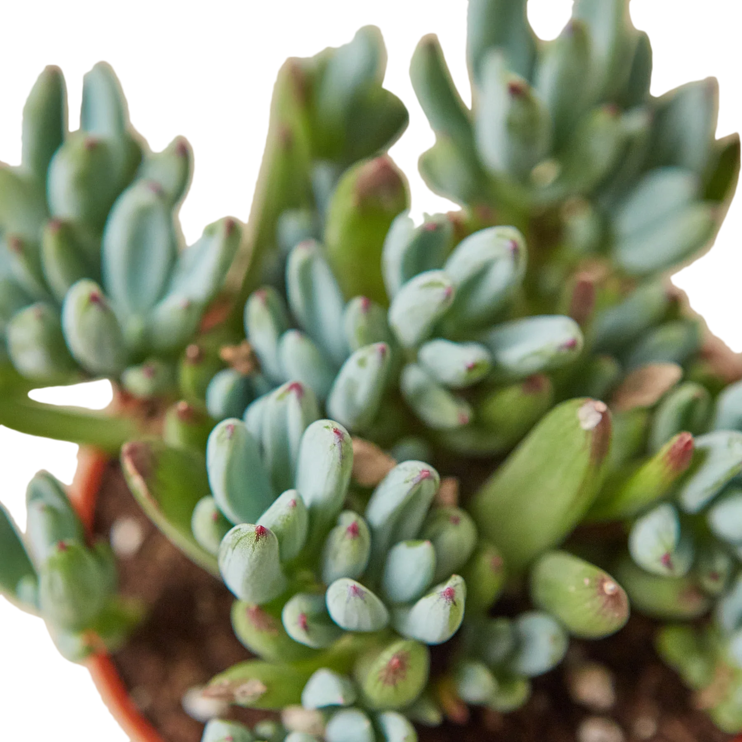 Blue Chalk Stick potted plant