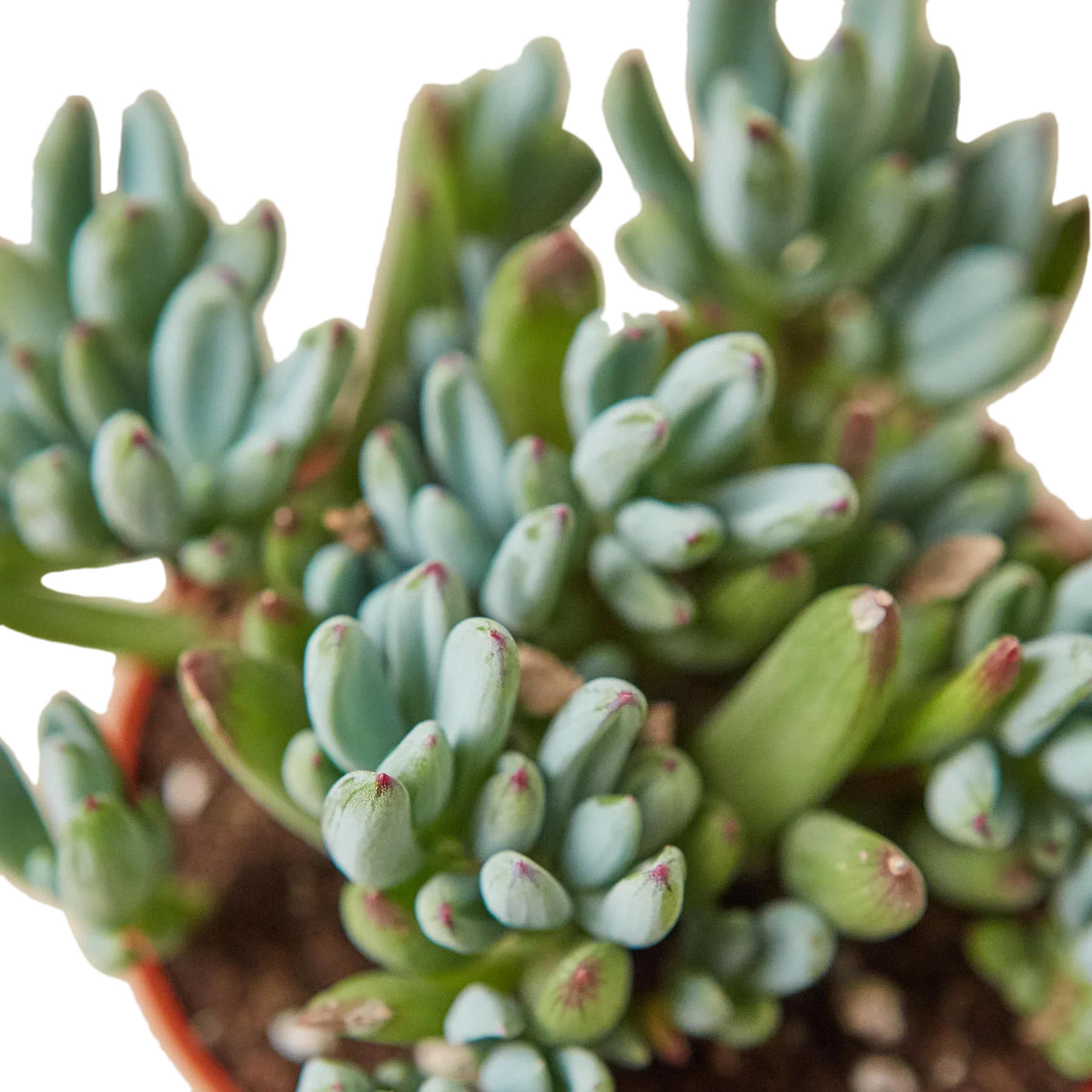 Blue Chalk Stick potted plant