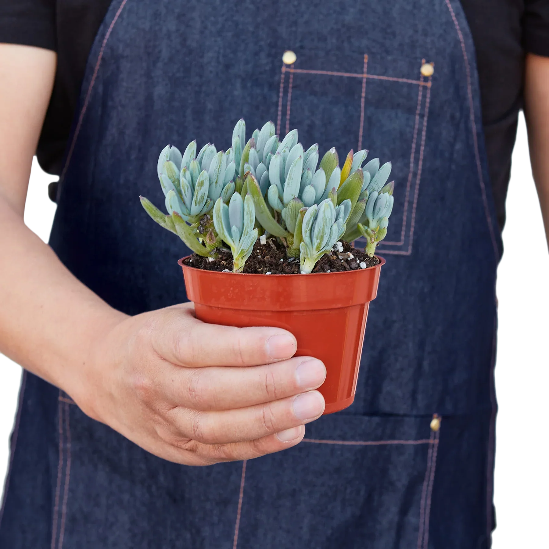 Blue Chalk Stick potted plant
