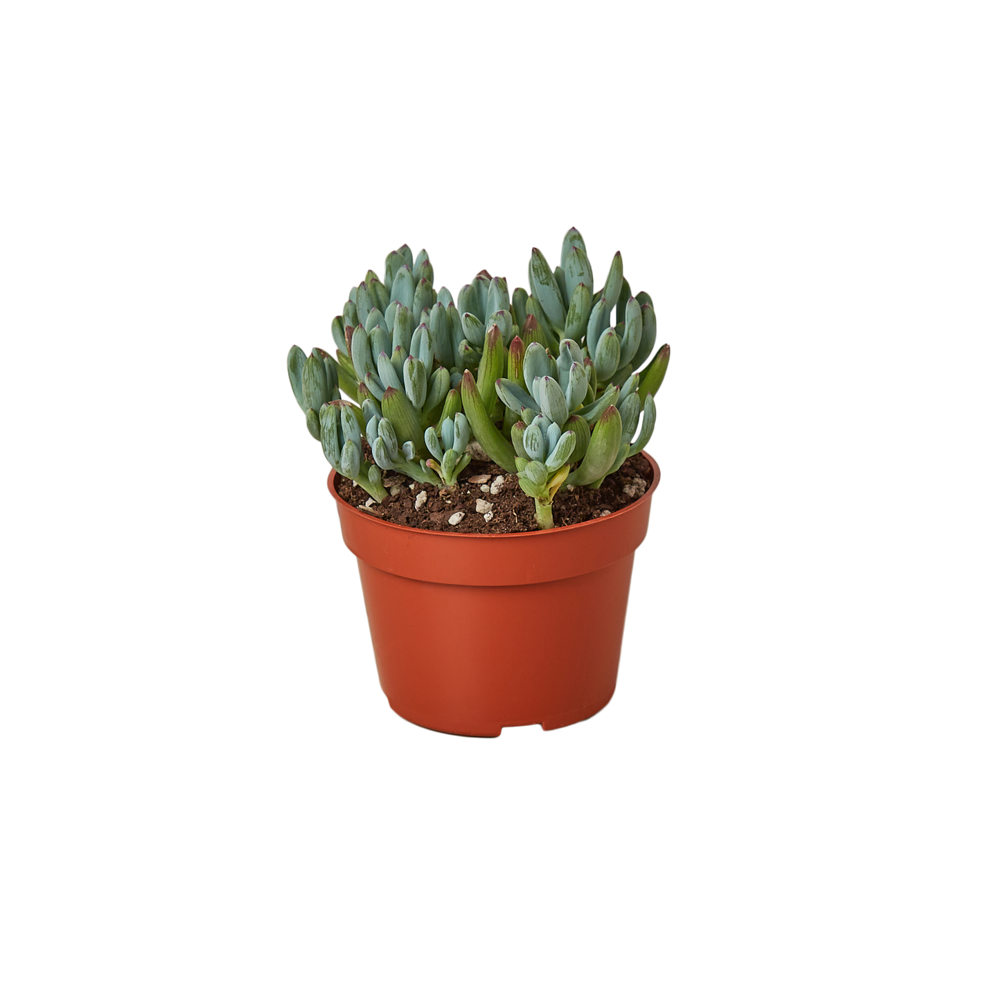 Blue Chalk Stick potted plant