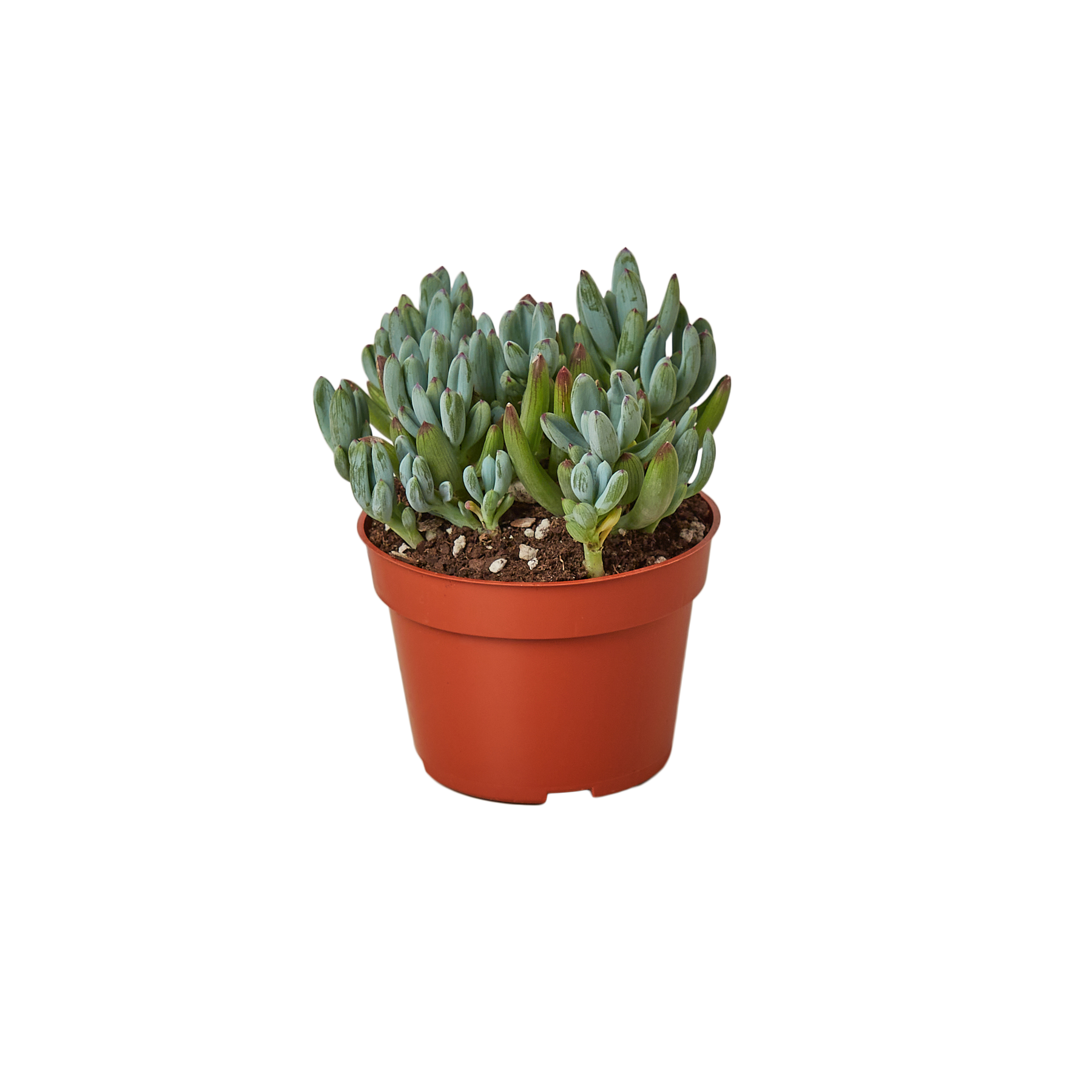 Blue Chalk Stick potted plant