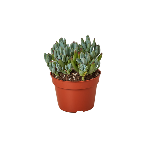 Blue Chalk Stick potted plant