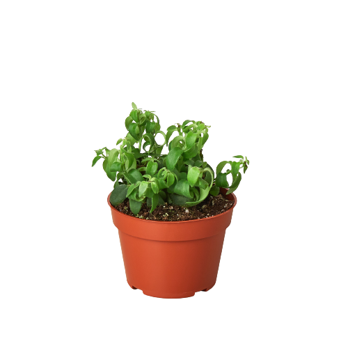 1 Succulent Monthly Subscription Box potted plant