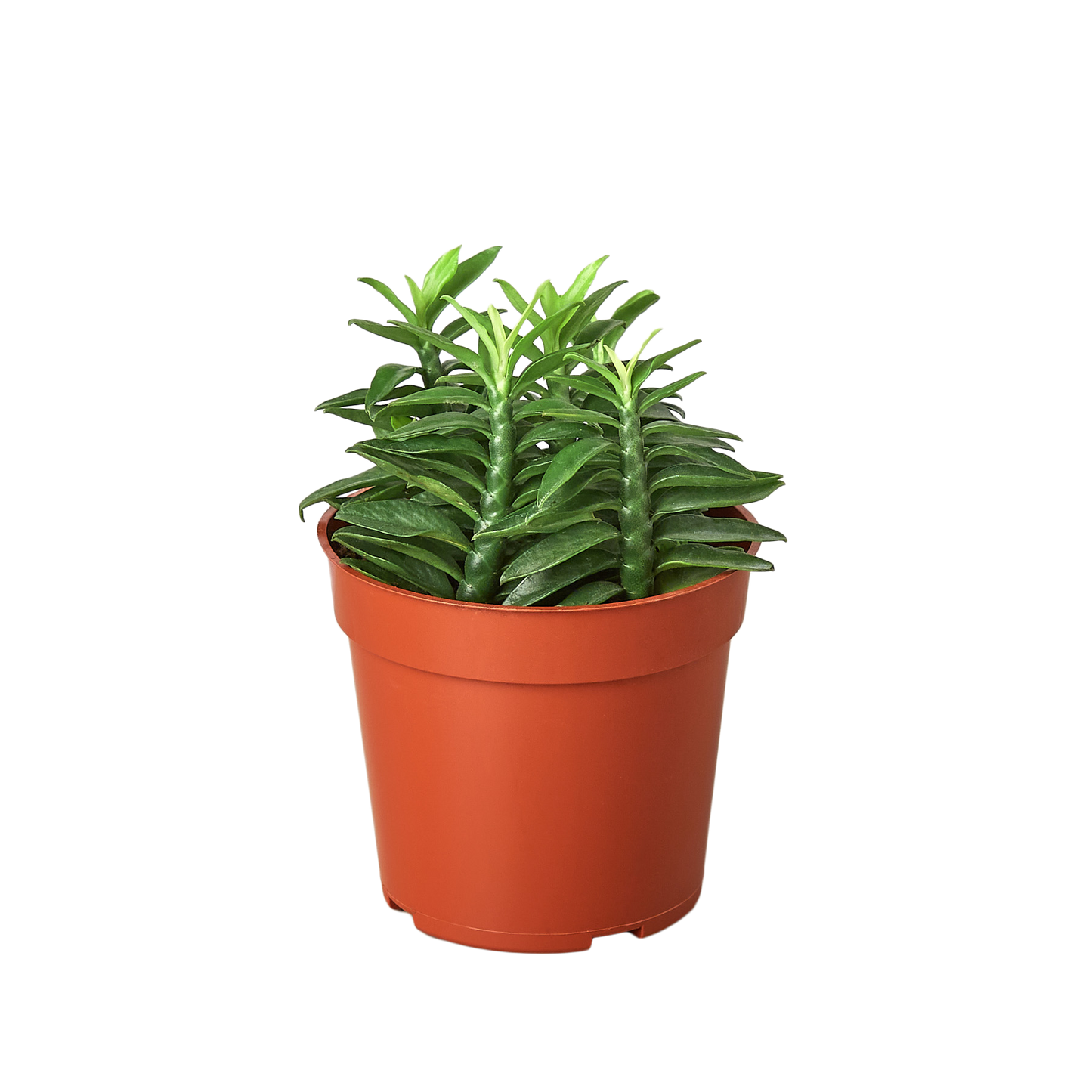 Devil's Backbone Euphorbia potted plant