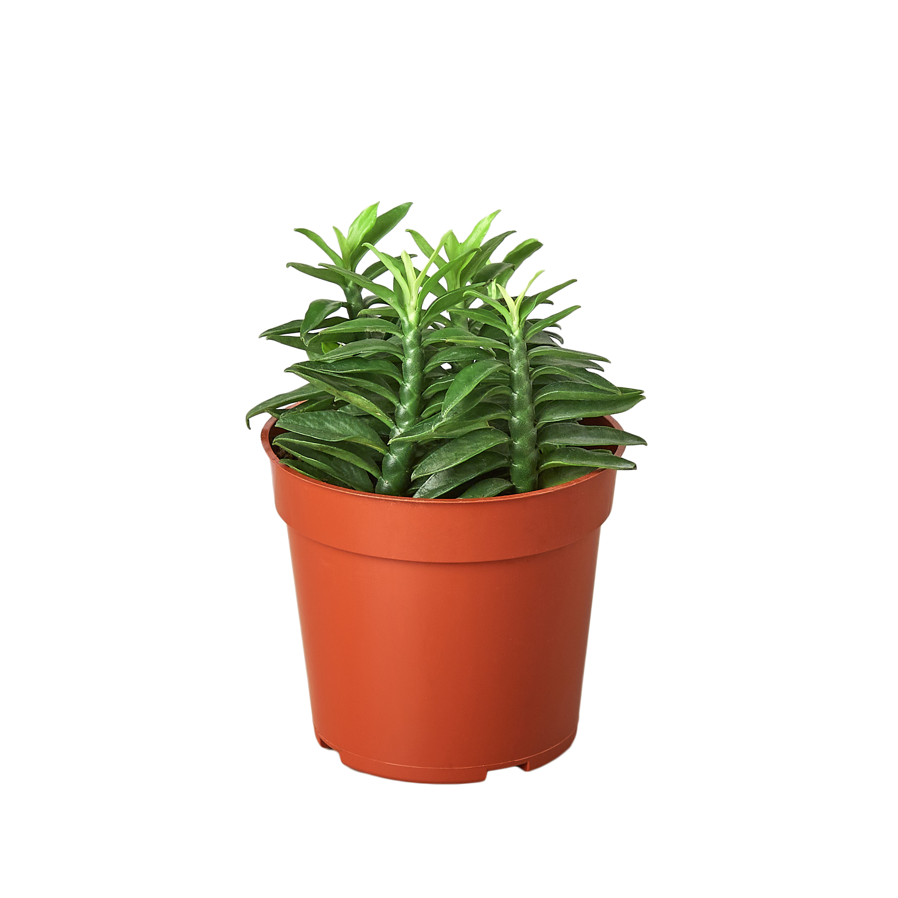 Devil's Backbone Euphorbia potted plant