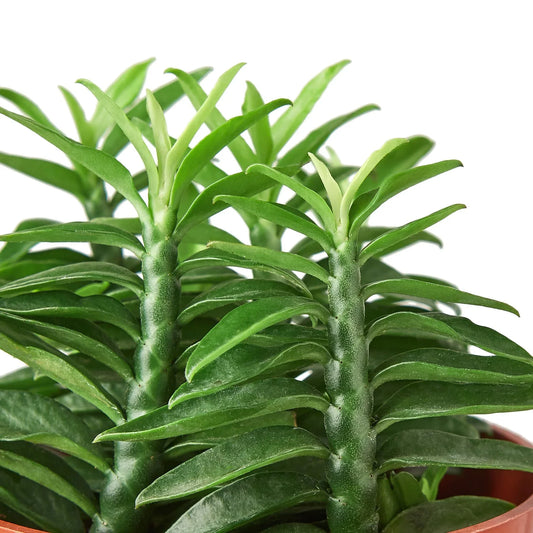 Devil's Backbone Euphorbia potted plant