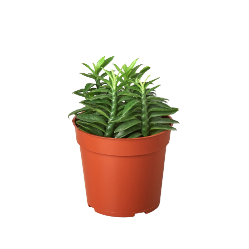 1 Succulent Monthly Subscription Box potted plant
