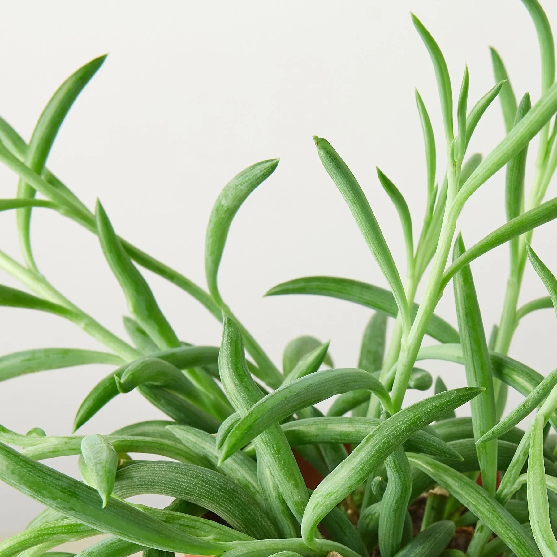 Senecio Succulent 'Fish Hooks' 4" potted plant