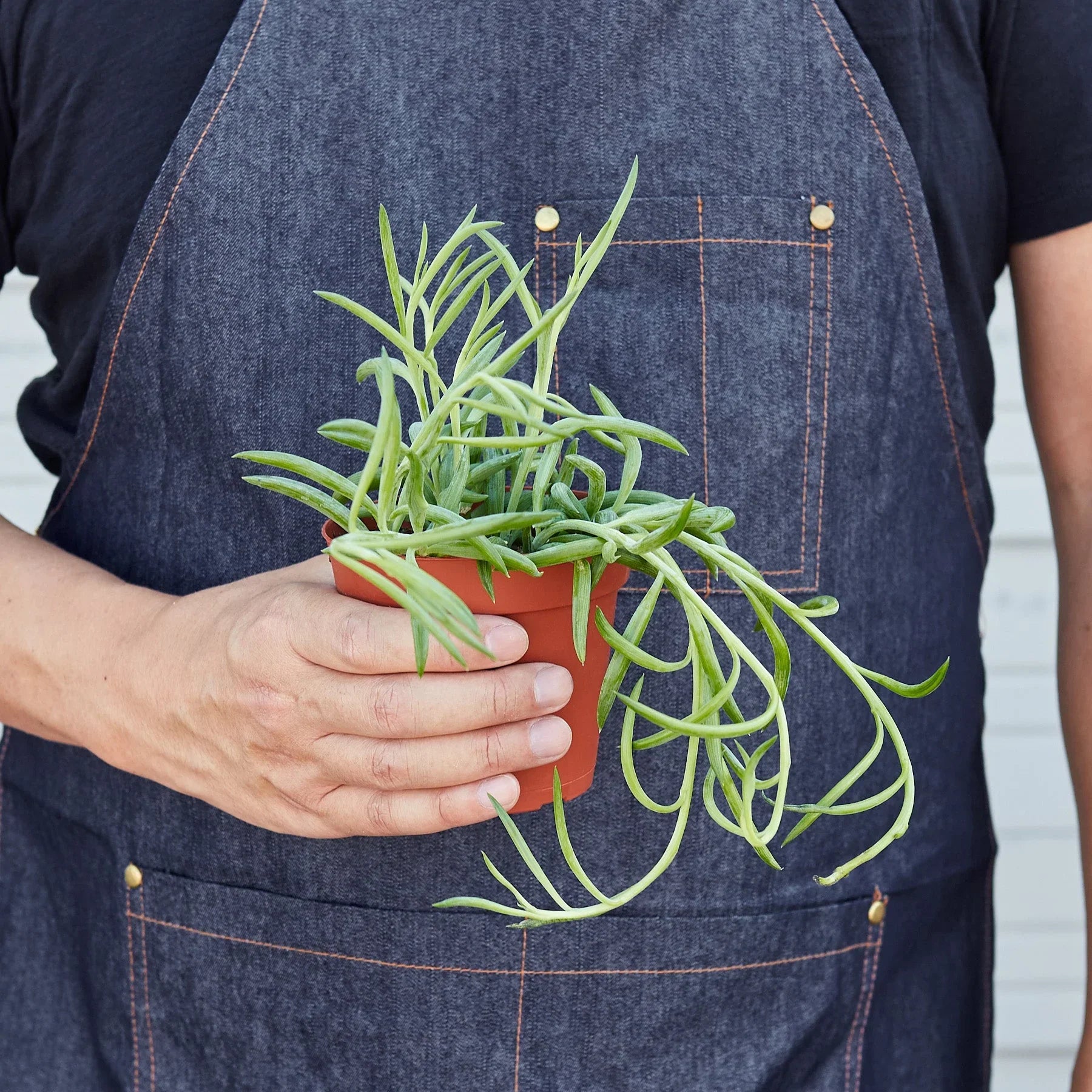 Senecio Succulent 'Fish Hooks' 4" potted plant