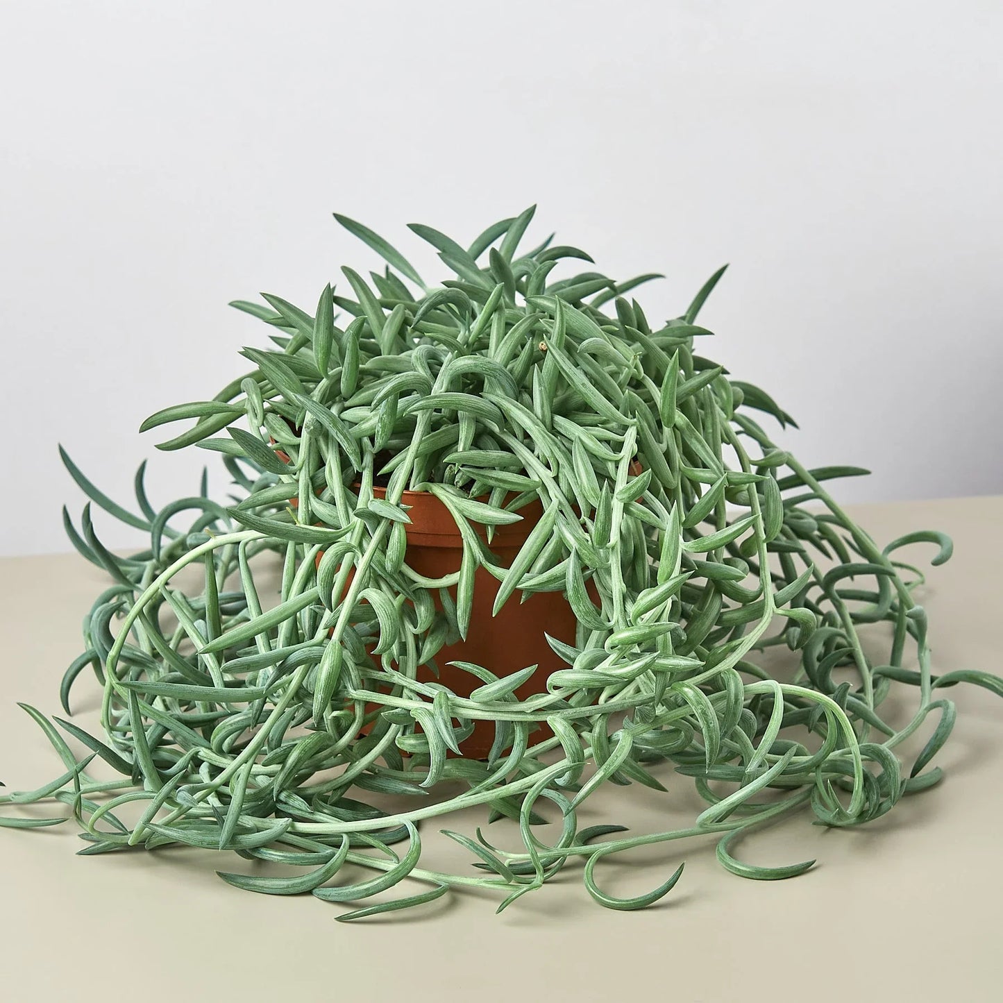 Senecio Succulent 'Fish Hooks' 4" potted plant