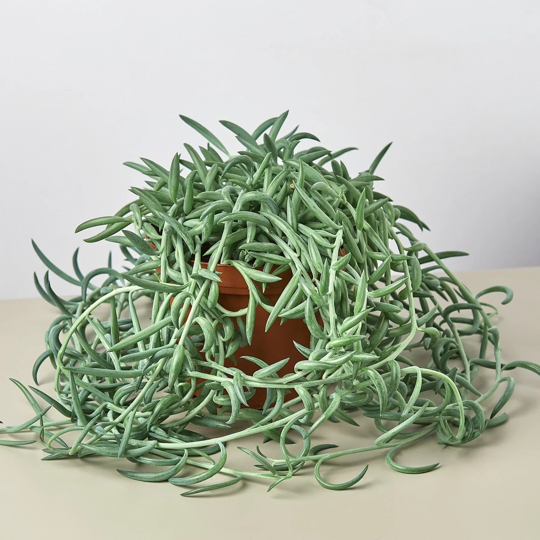 Senecio Succulent 'Fish Hooks' 4" potted plant
