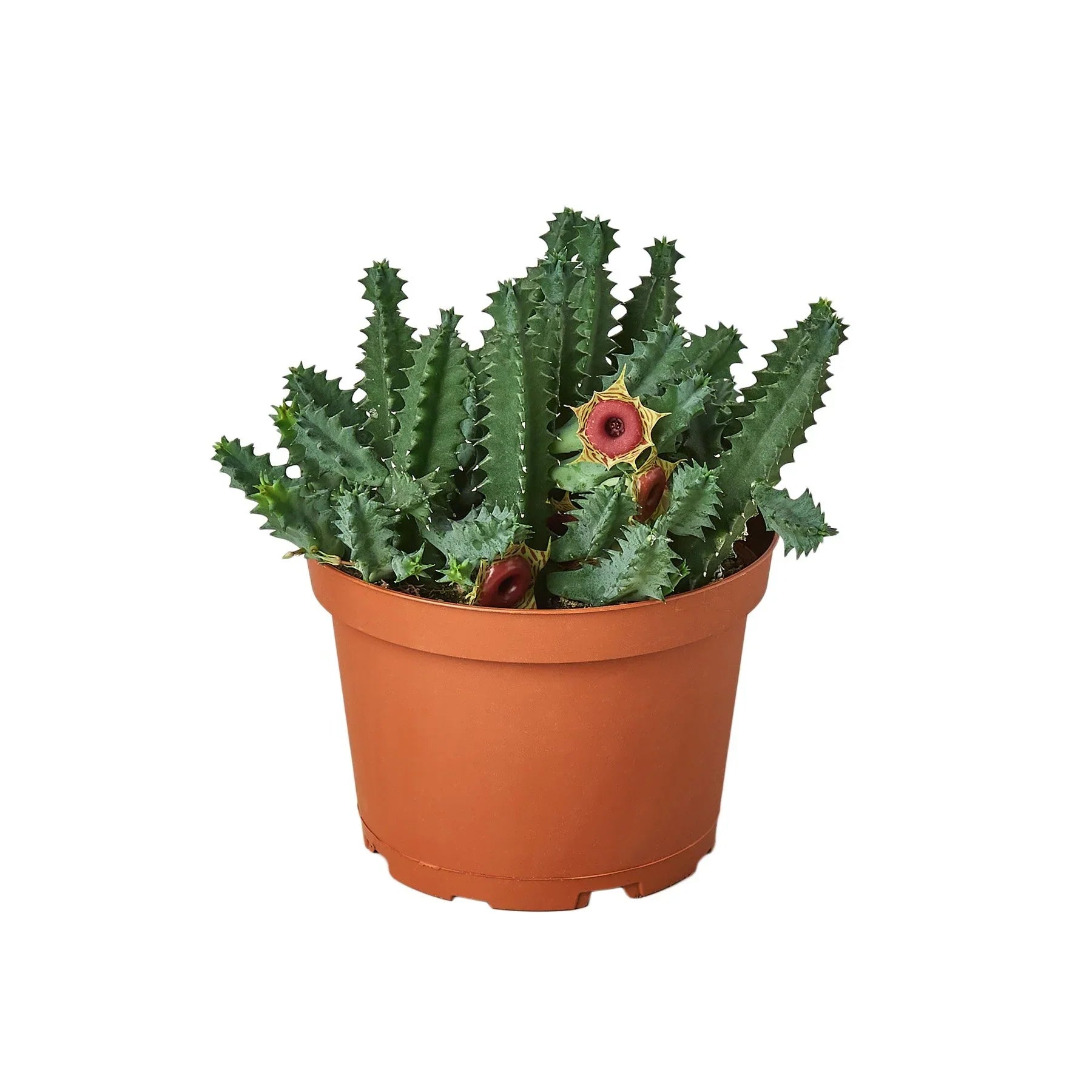 Lifesaver Cactus potted plant
