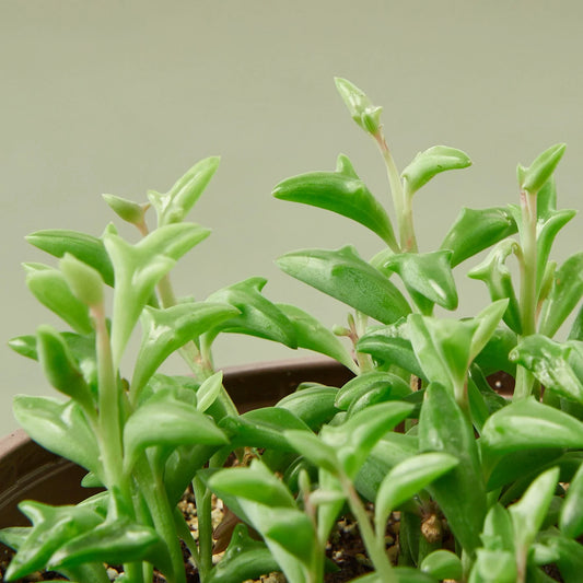 Succulent 'String of Dolphins' potted plant