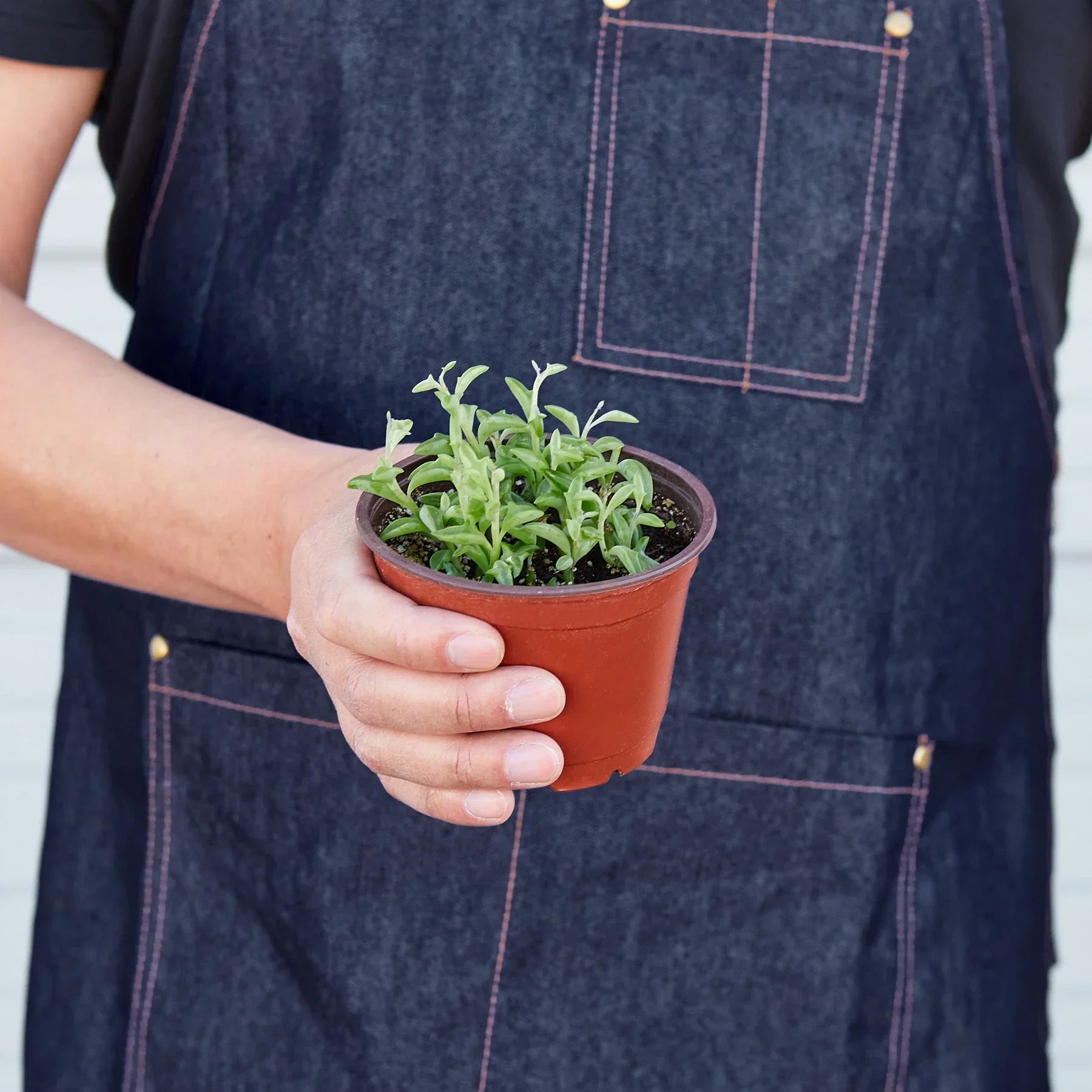 Succulent 'String of Dolphins' potted plant