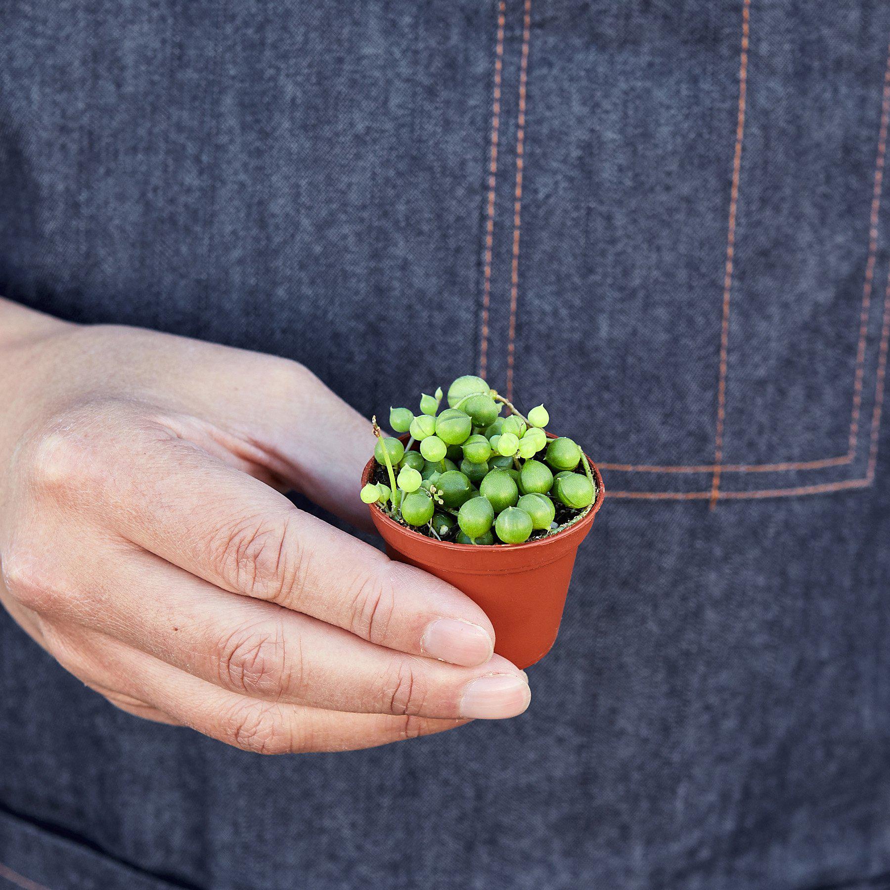 Succulent 'String of Pearls' potted plant