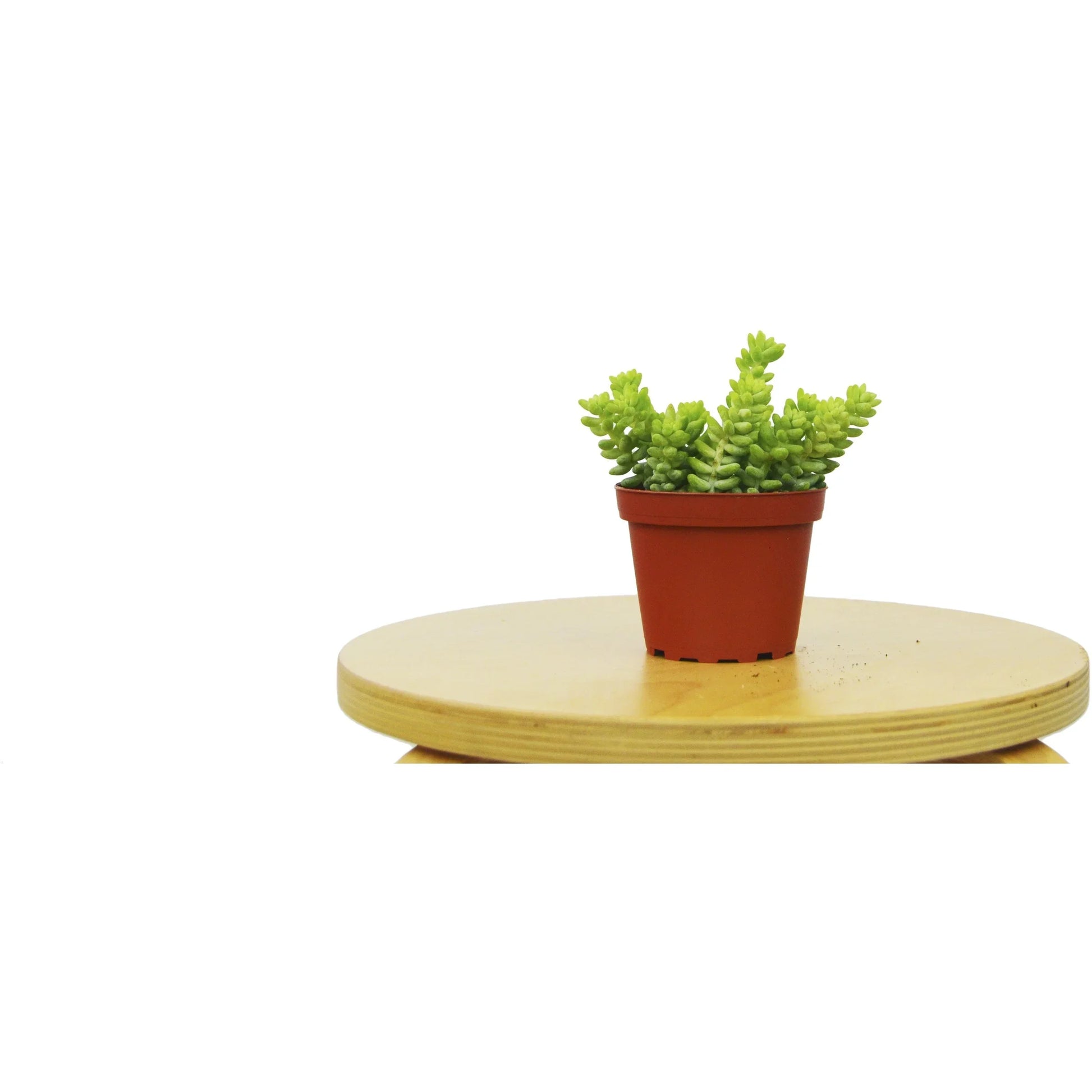 Sedum 'White Stone Crop' Succulent potted plant