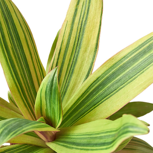 Tradescantia 'Sitara's Gold' potted plant