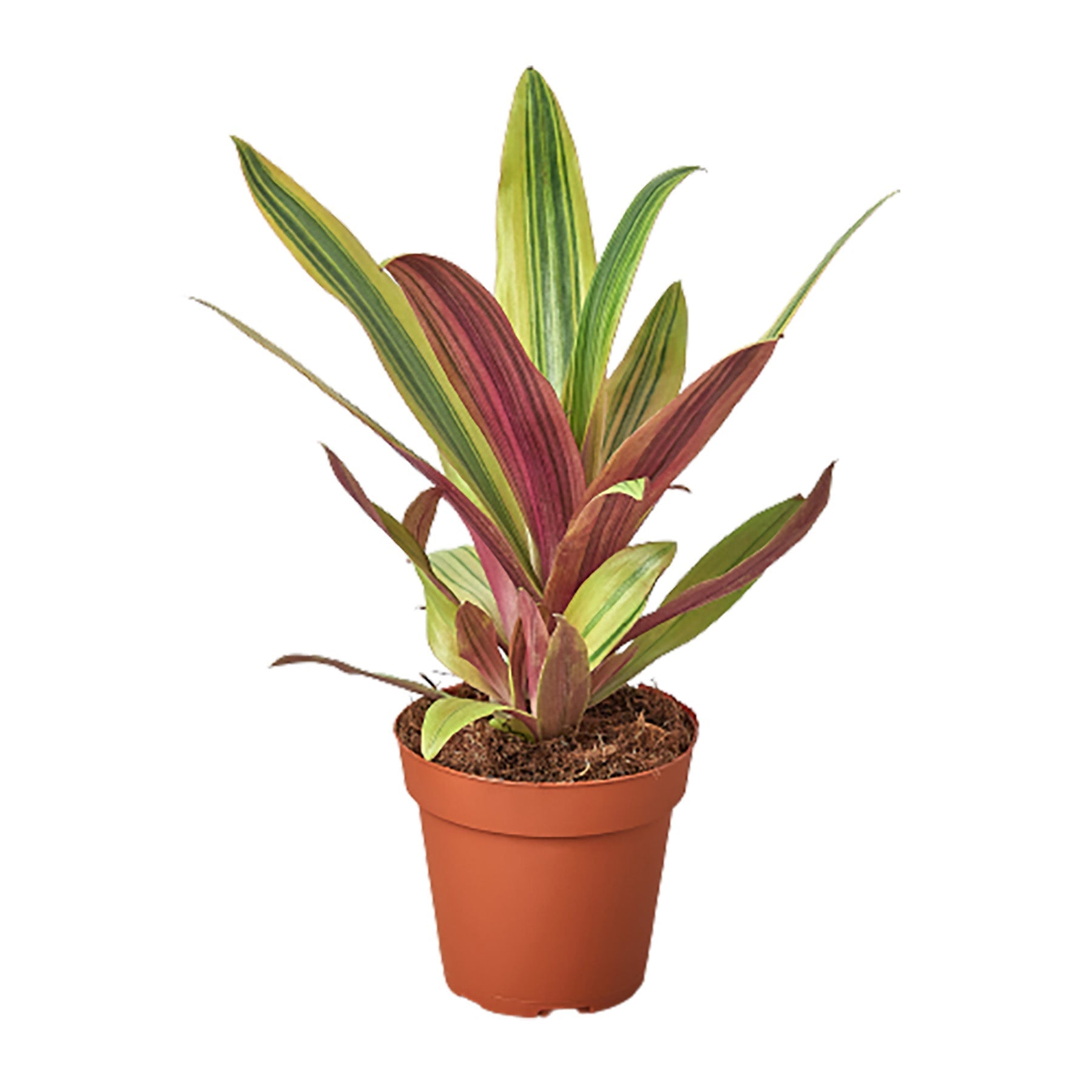 Tradescantia 'Sitara's Gold' potted plant