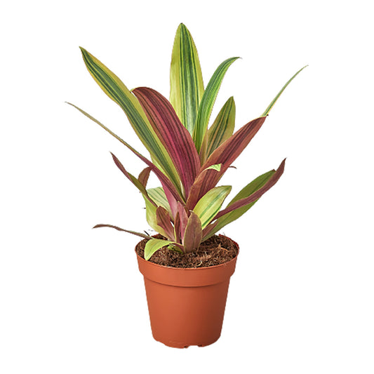Tradescantia 'Sitara's Gold' potted plant
