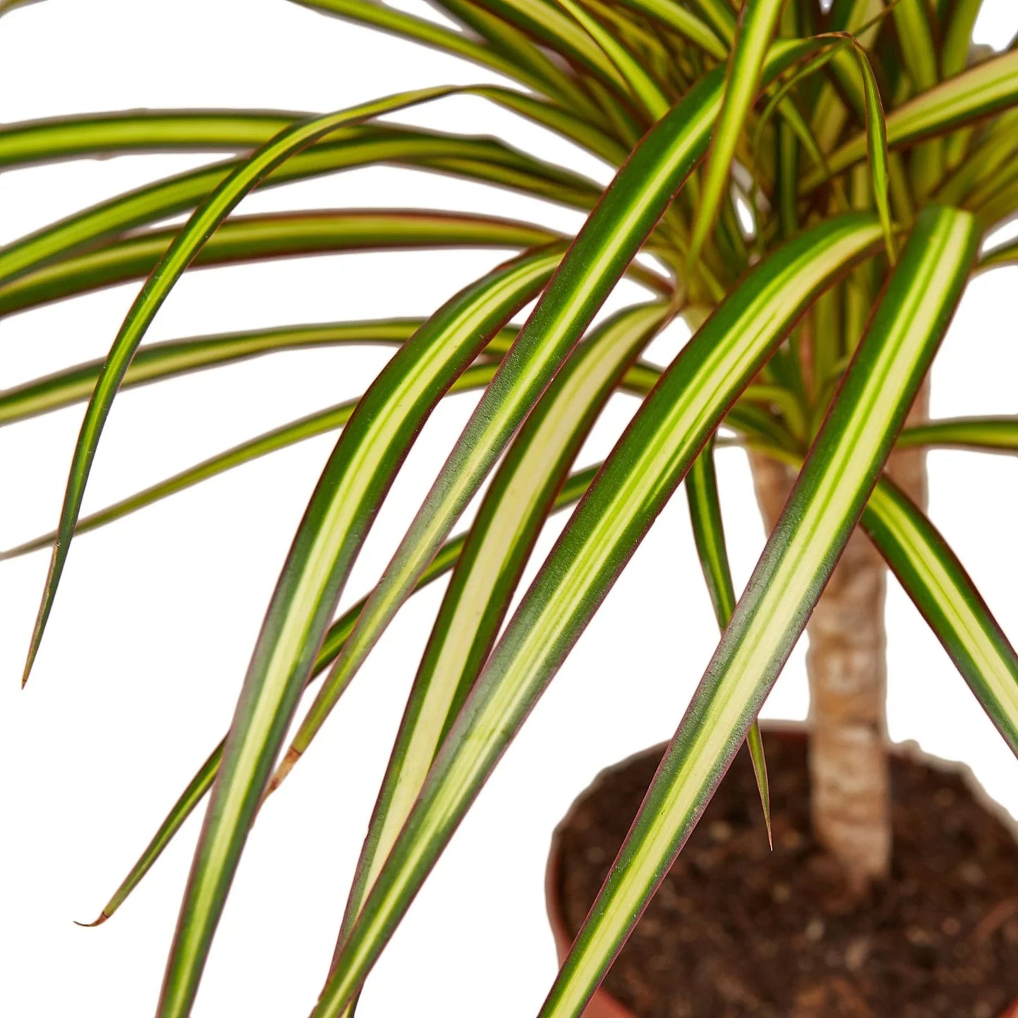 Dracaena Marginata 'Sunshine' potted plant