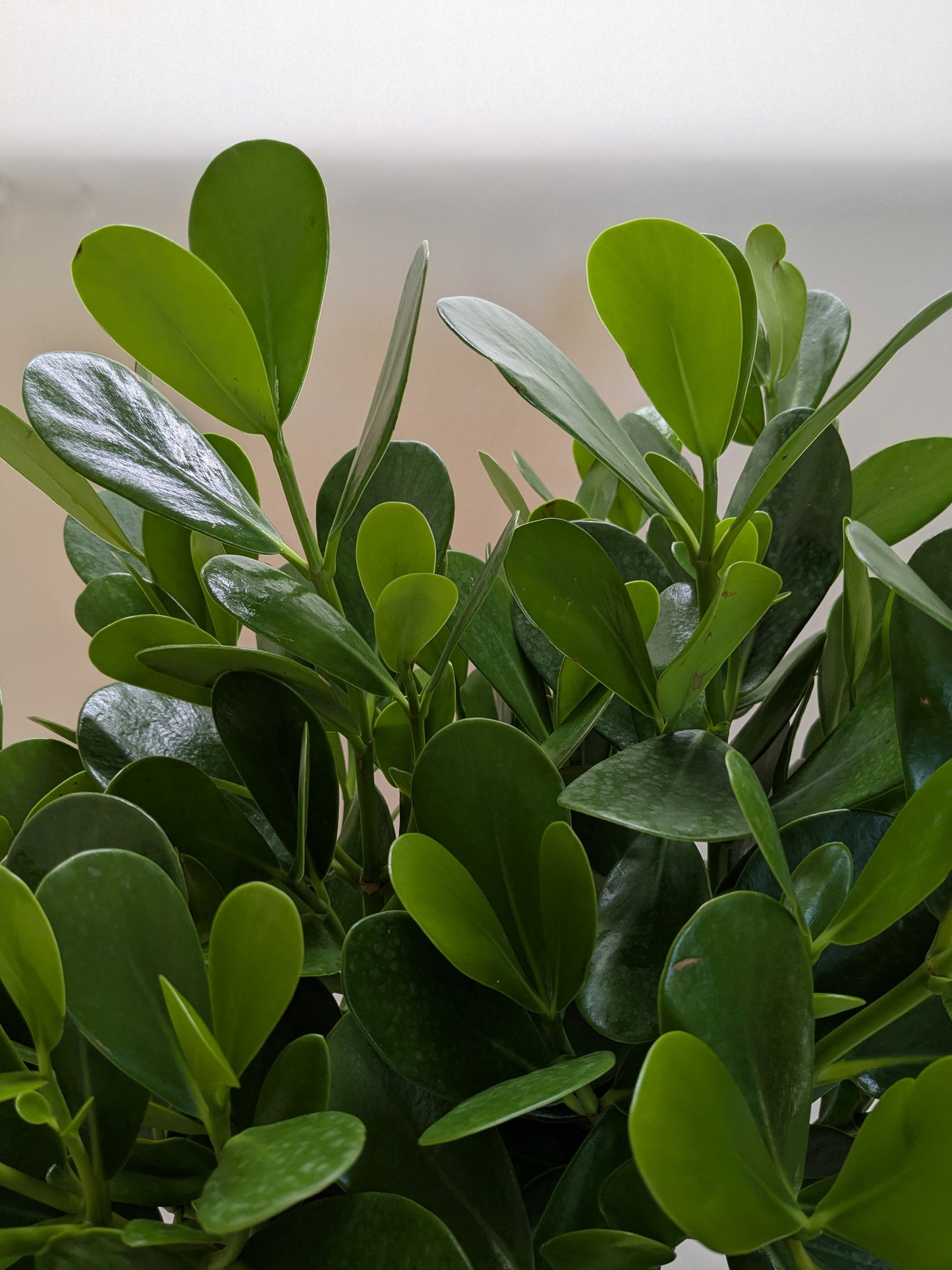 Clusia 'Princess' (Autograph Plant) potted plant