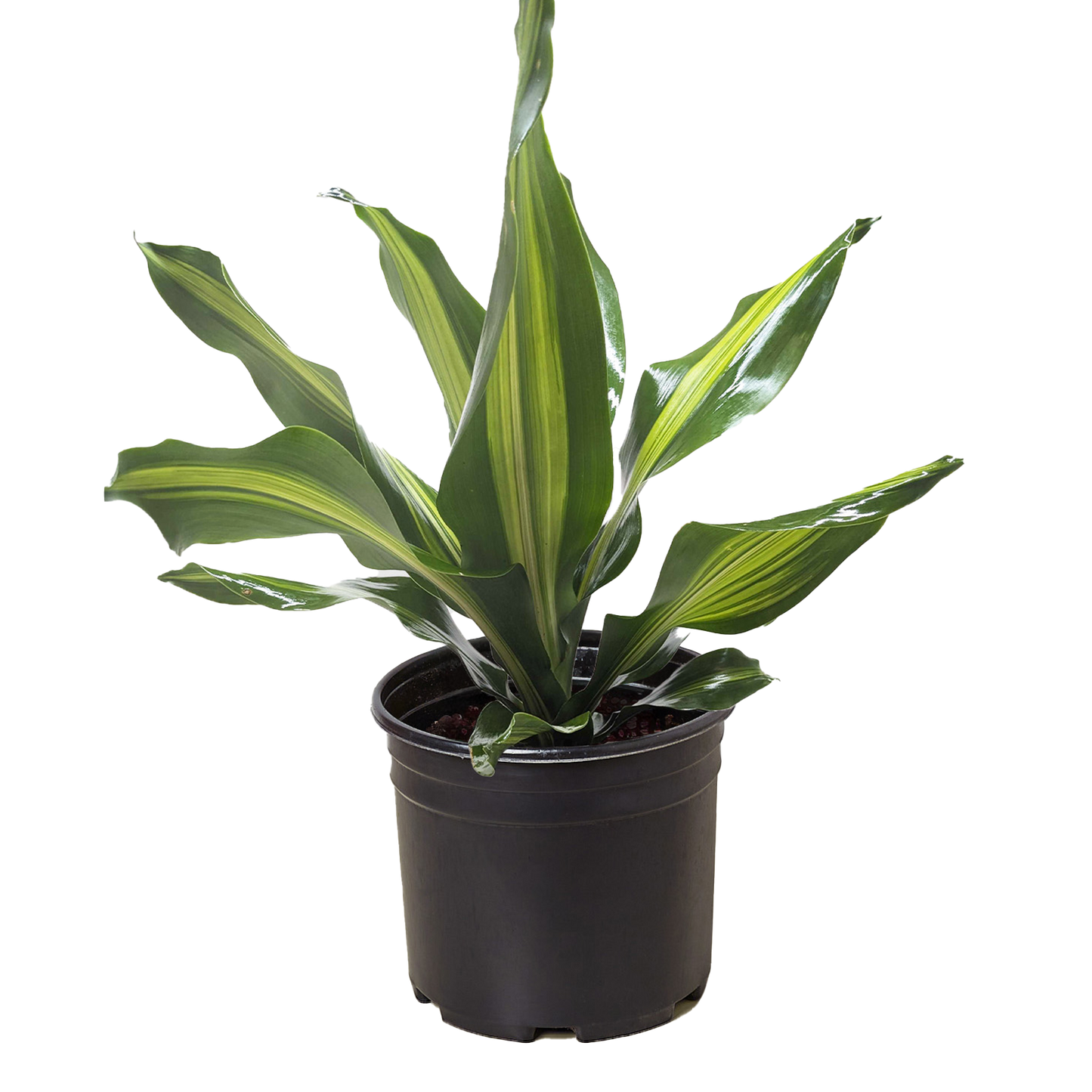Dracaena Golden Heart potted plant
