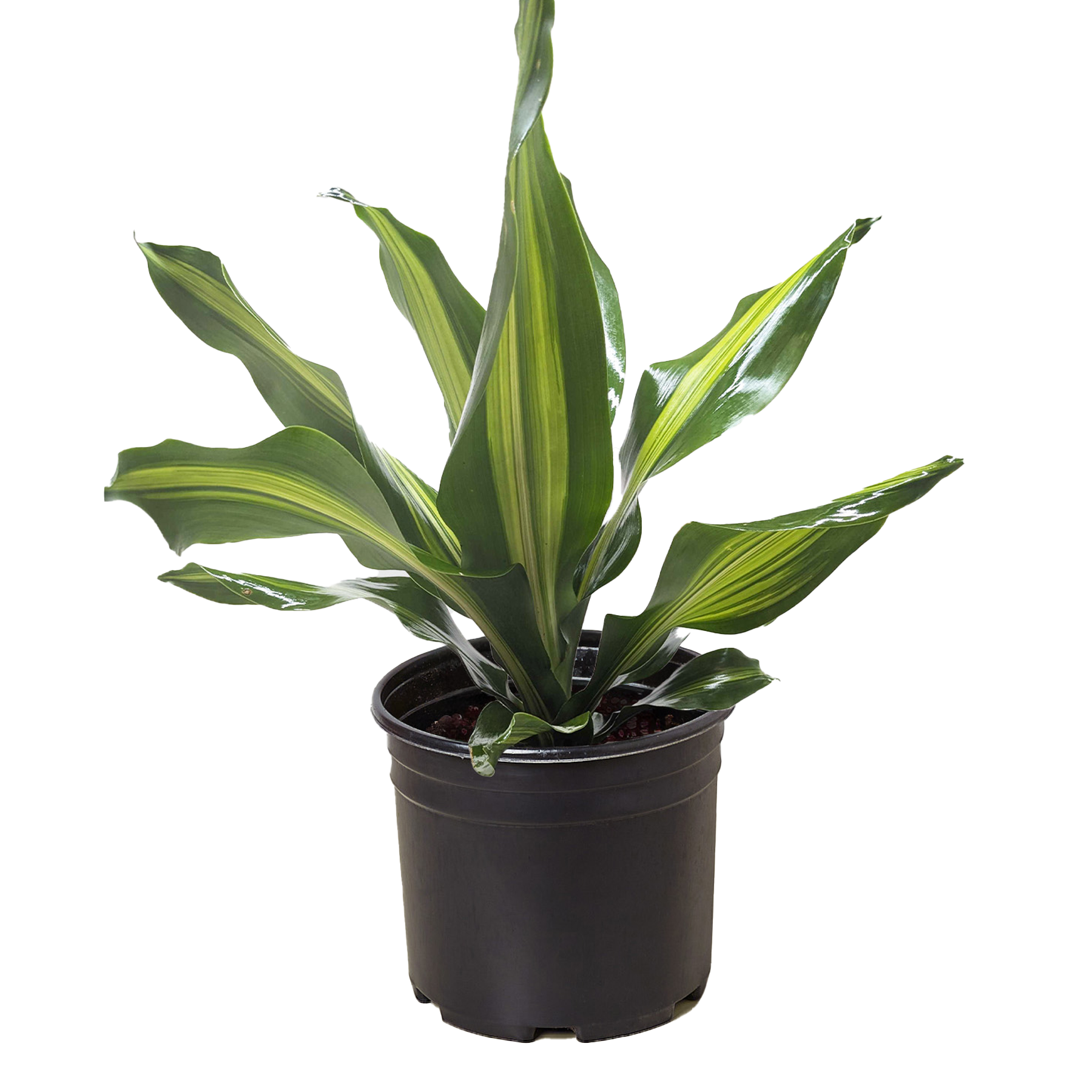 Dracaena Golden Heart potted plant