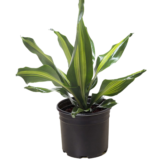 Dracaena Golden Heart potted plant