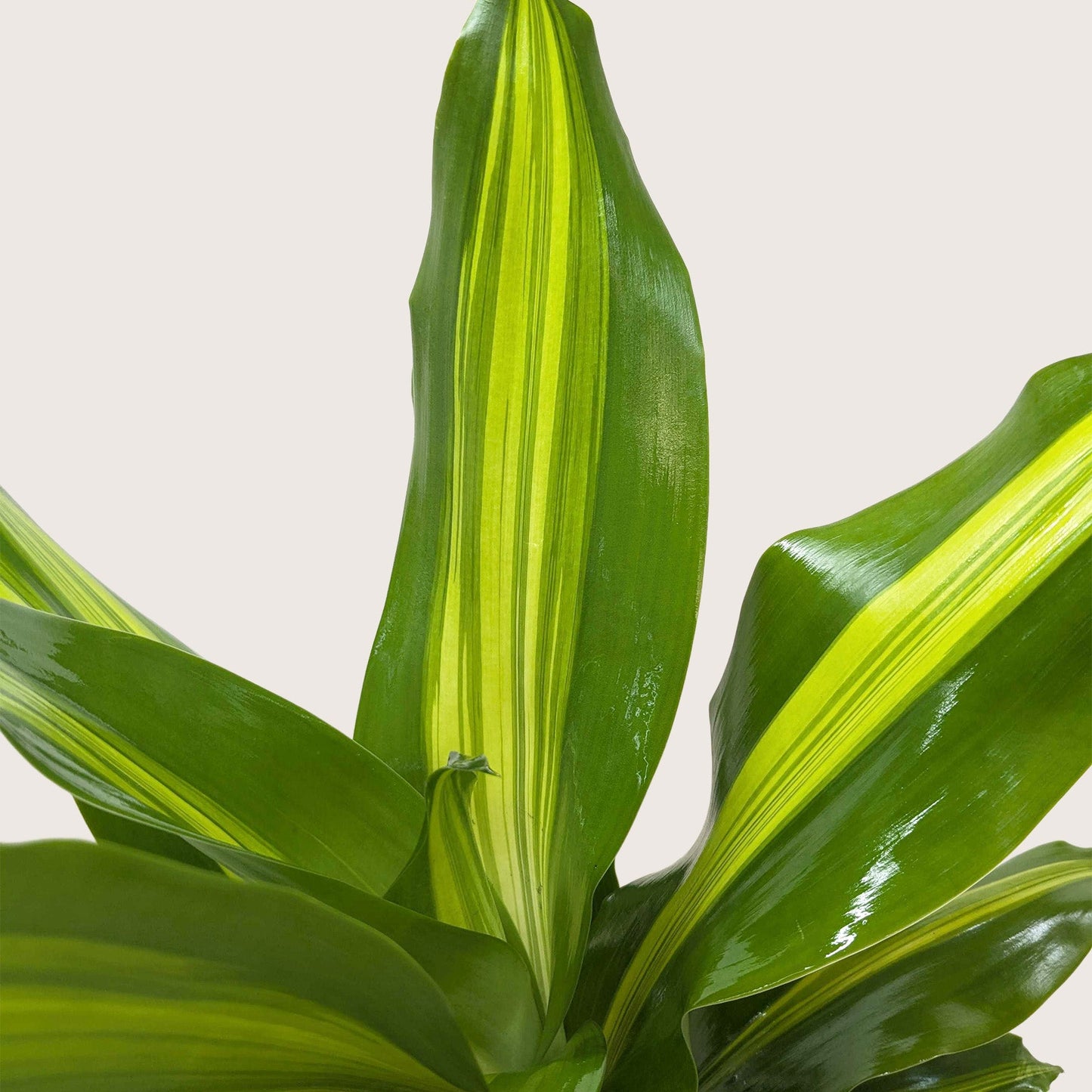 Dracaena Golden Heart potted plant