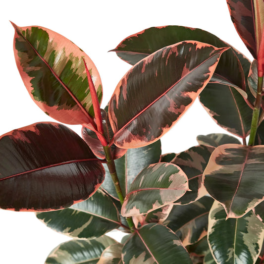 Ficus Elastica 'Ruby Pink' potted plant