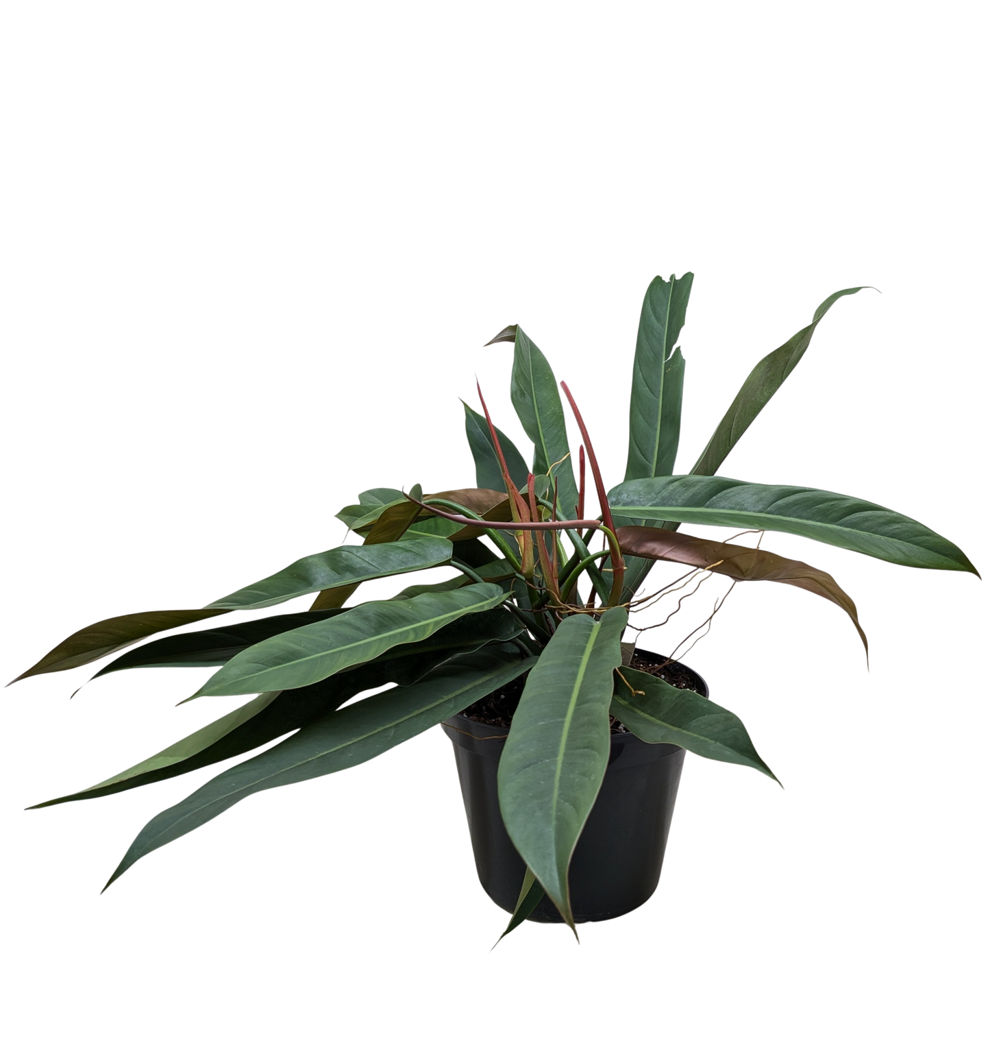Philodendron Bicolor potted plant
