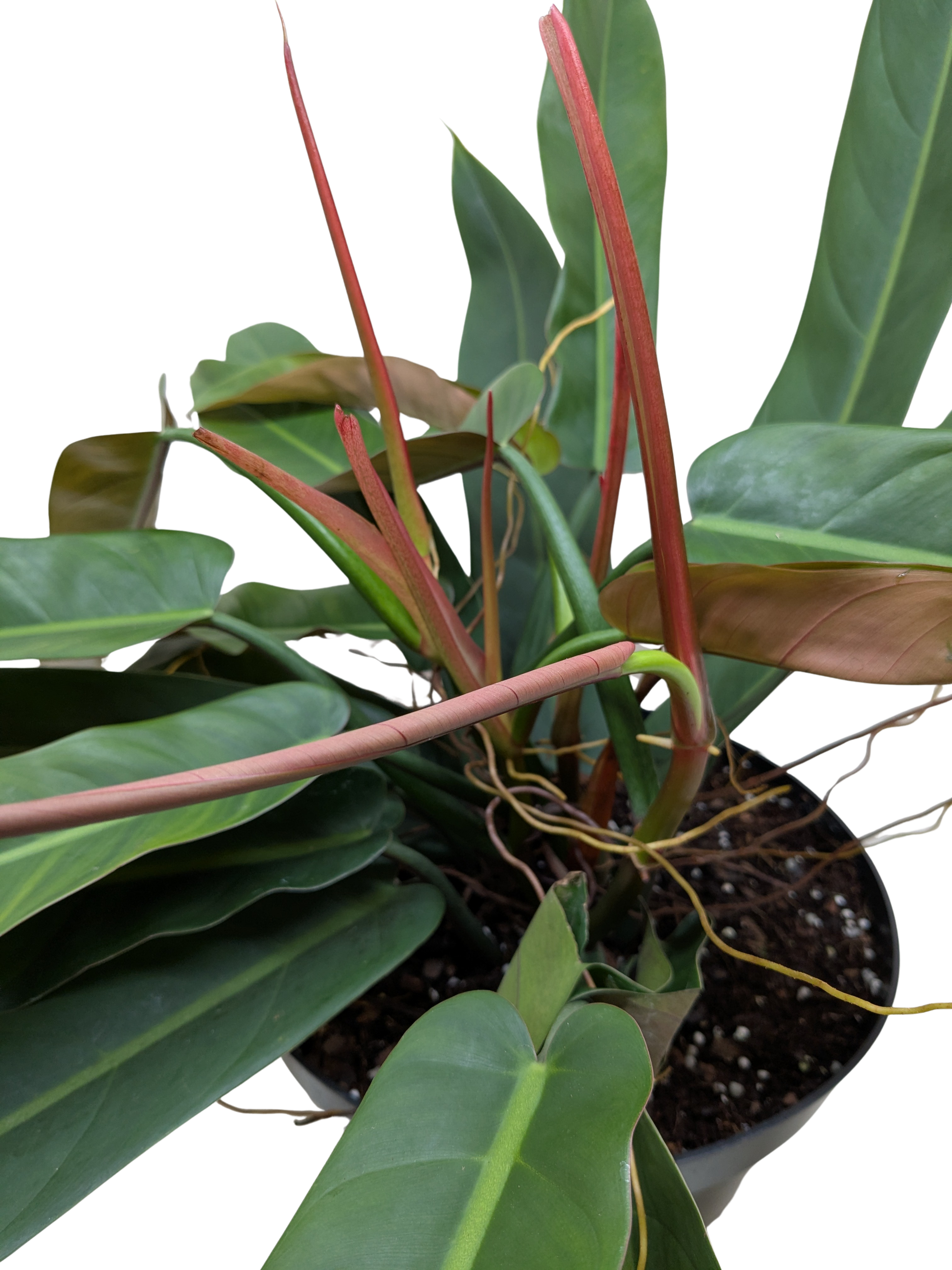 Philodendron Bicolor potted plant