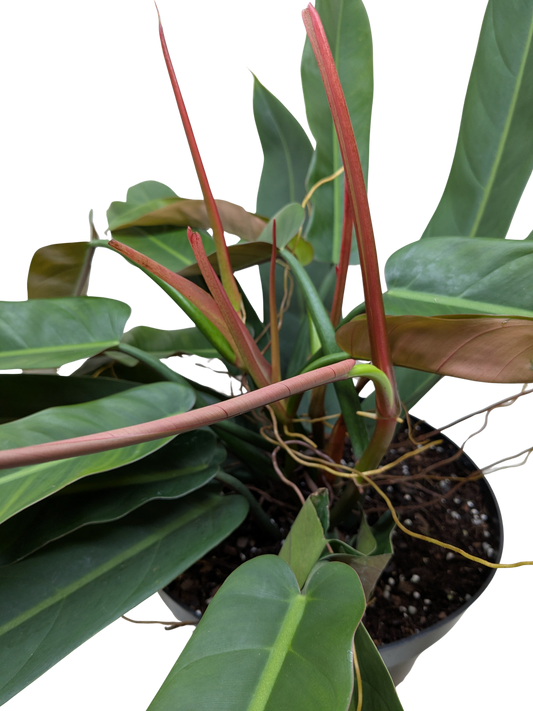 Philodendron Bicolor potted plant