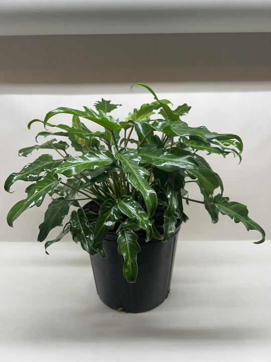 Philodendron Xanadu potted plant