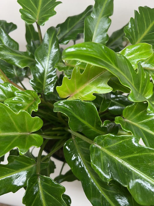 Philodendron Xanadu potted plant