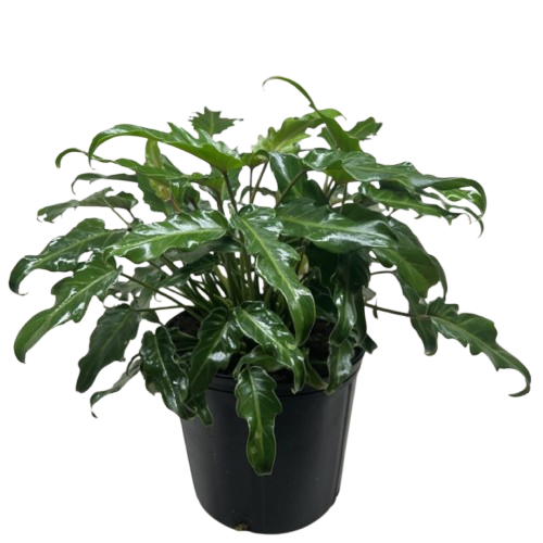 Philodendron Xanadu potted plant