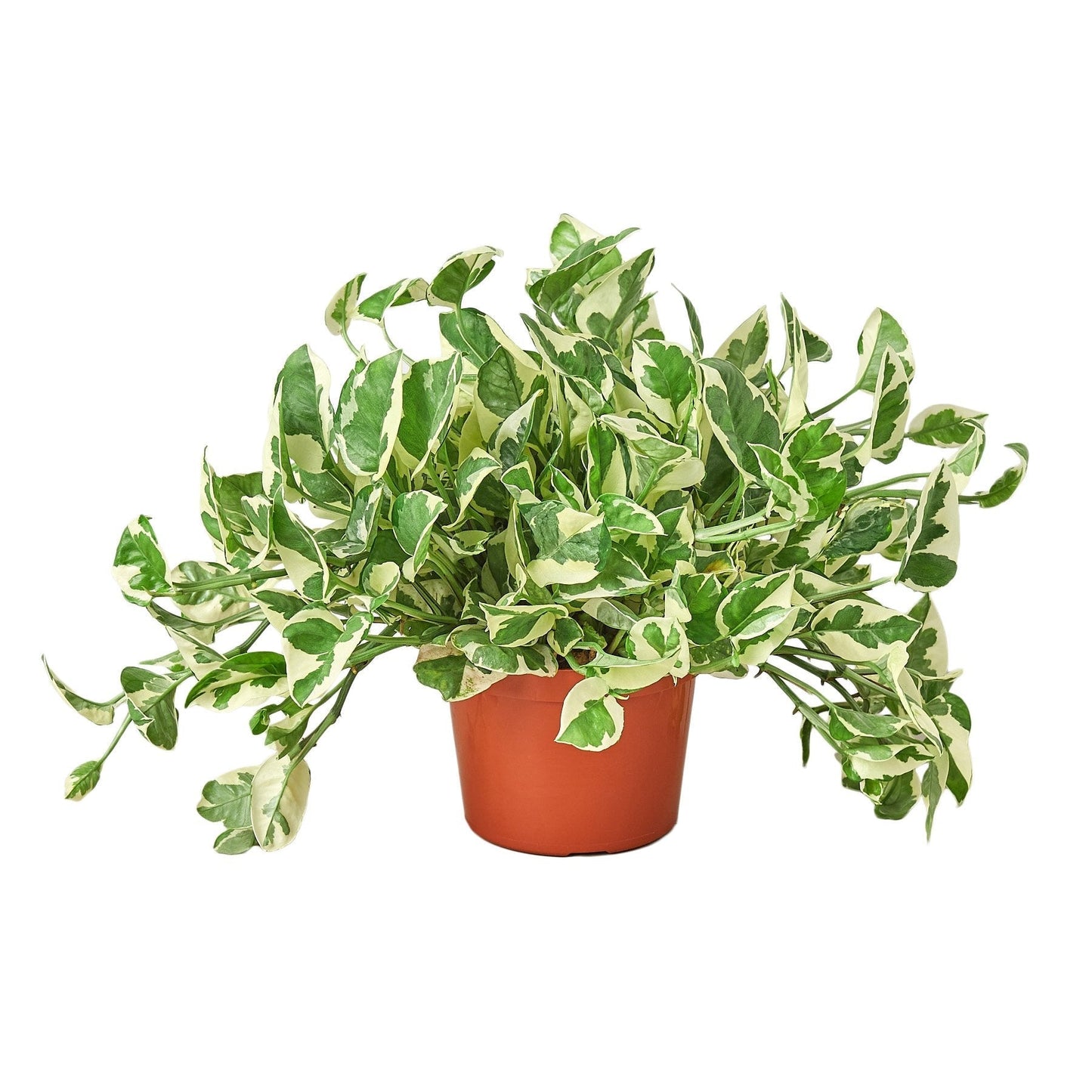 Pothos 'N'joy' 6" potted plant