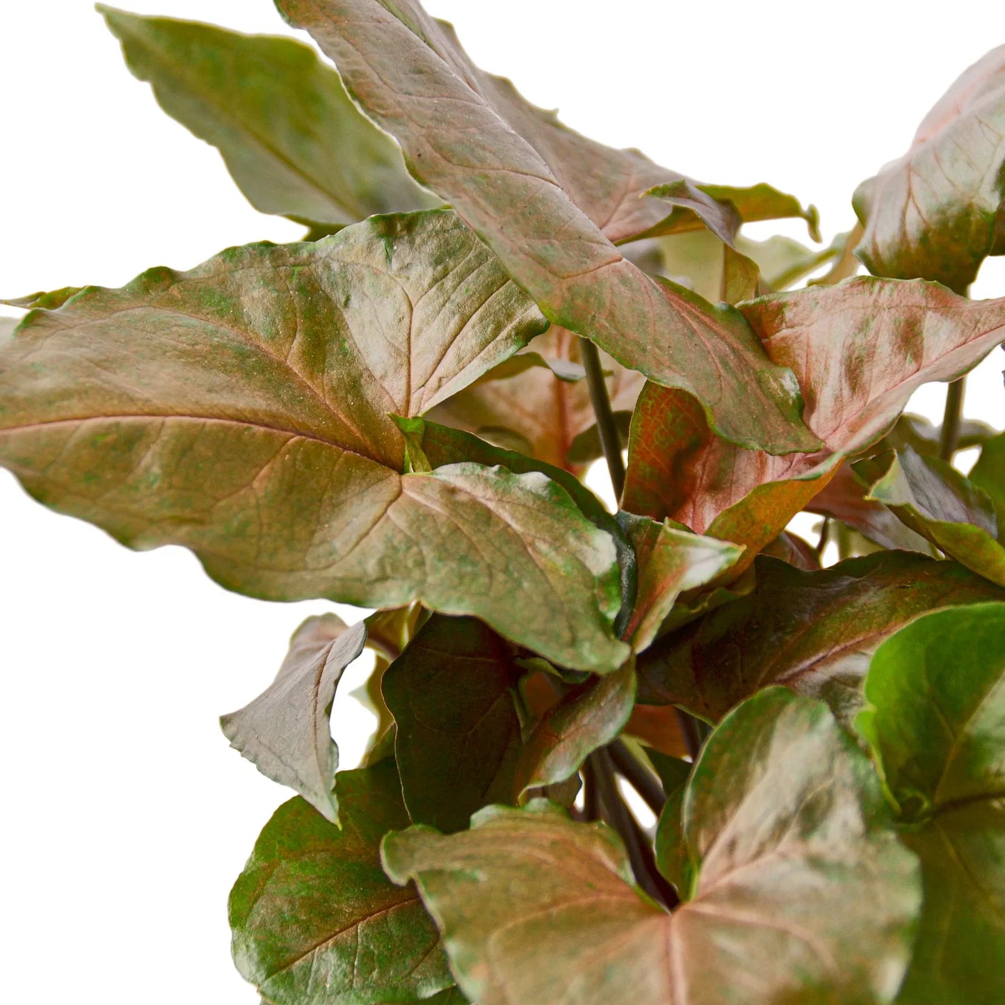 Syngonium Merry 4" potted plant