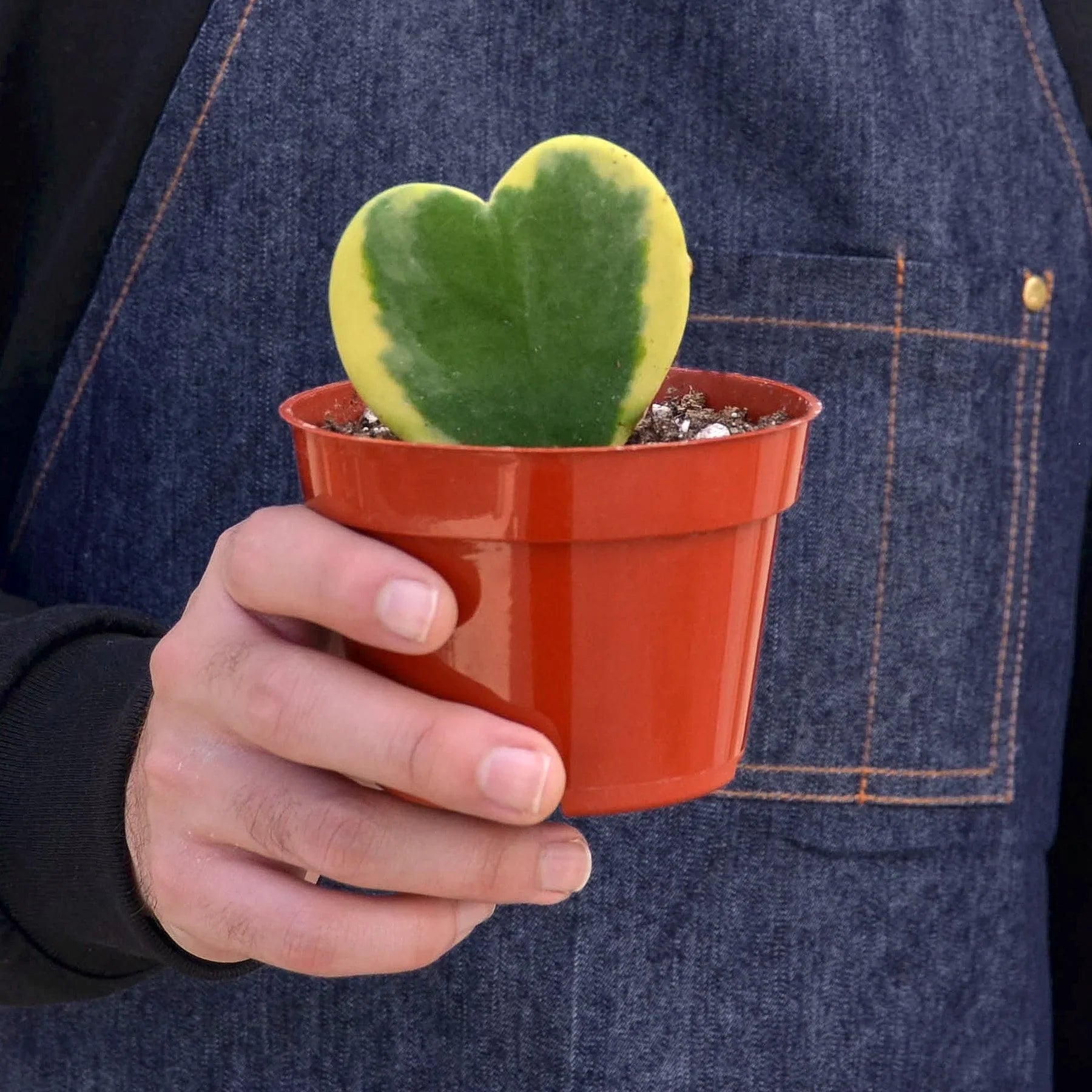 Hoya 'Sweetheart Variegated' potted plant