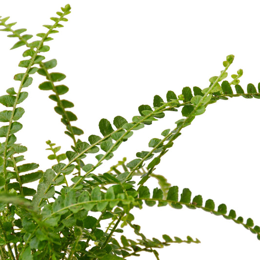 Fern 'Lemon Button' 6" potted plant