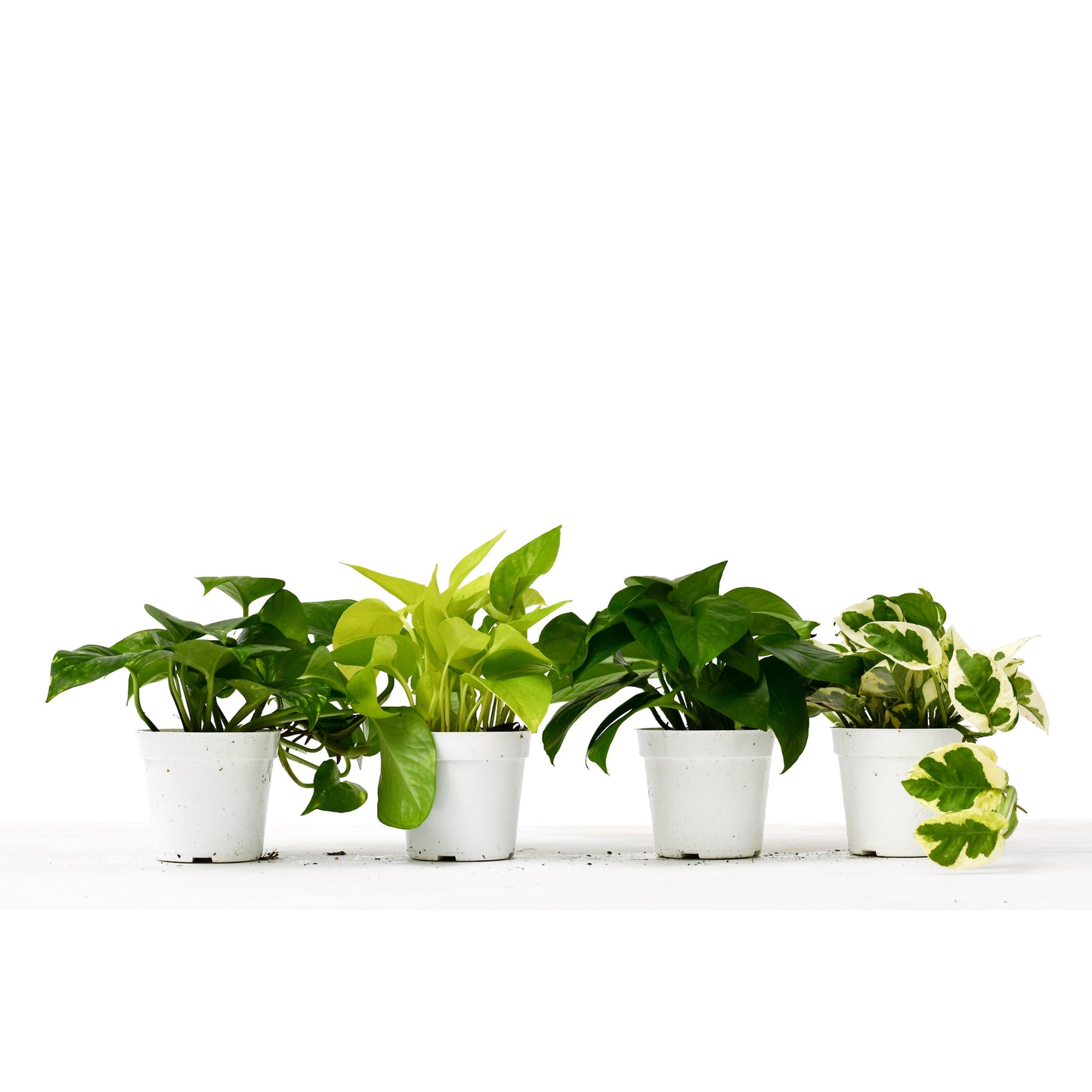 4 Different Pothos Plants in 4" Pots 4" potted plant