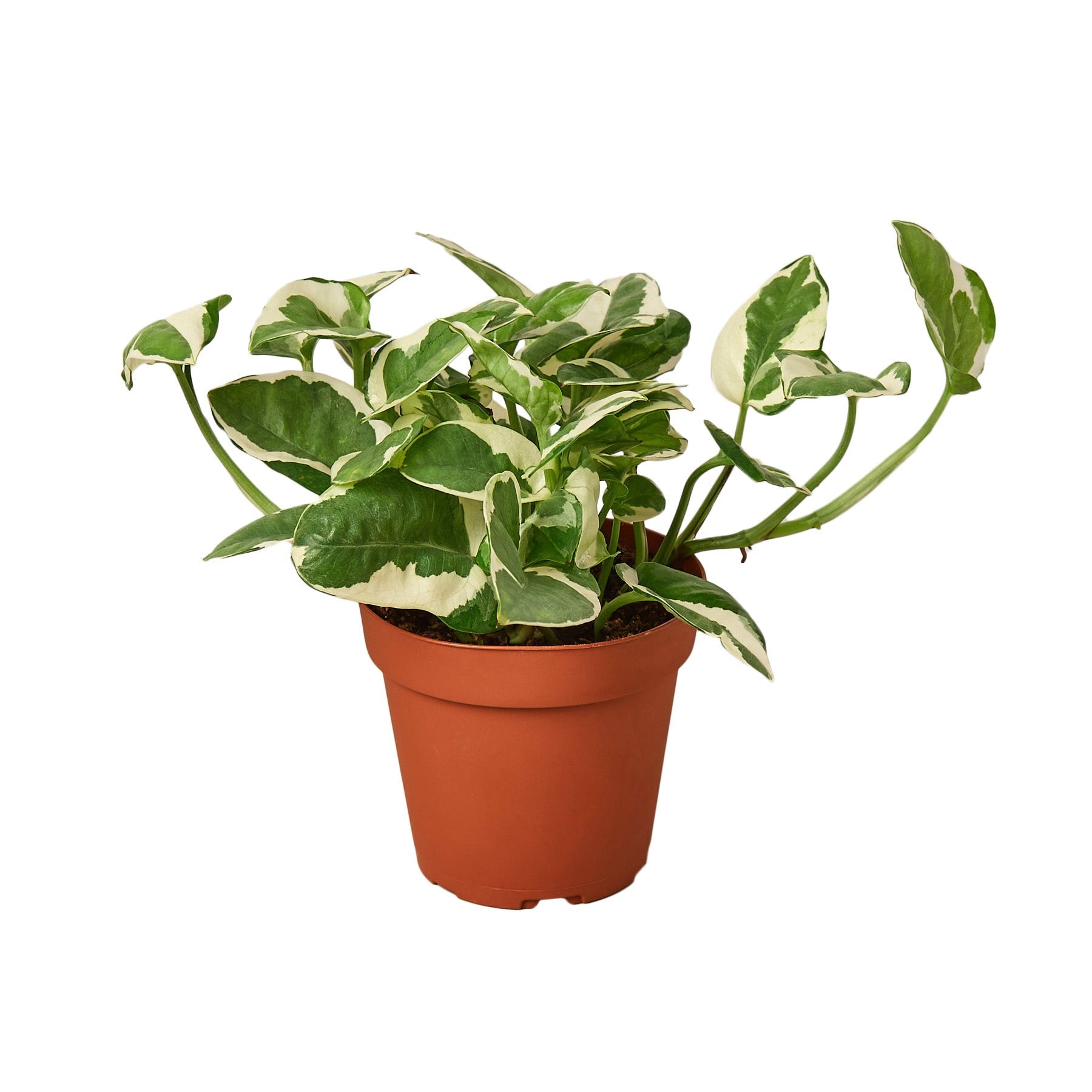Pothos 'N'joy' 4" potted plant