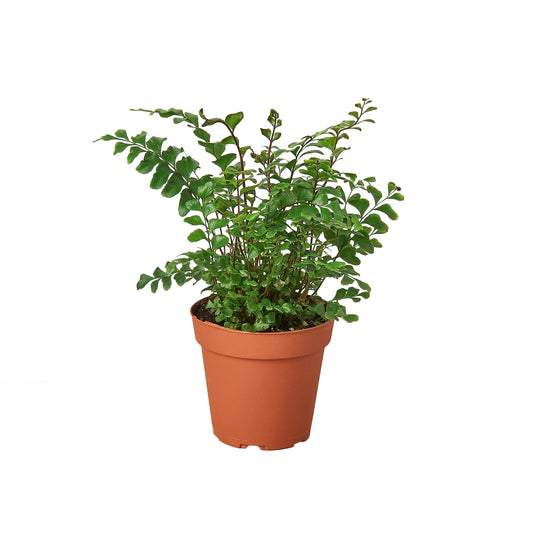 Mahogany Fern potted plant