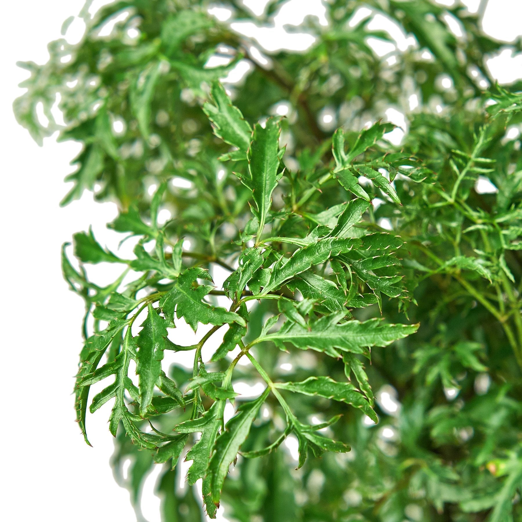 Aralia Ming Stump Plant potted plant